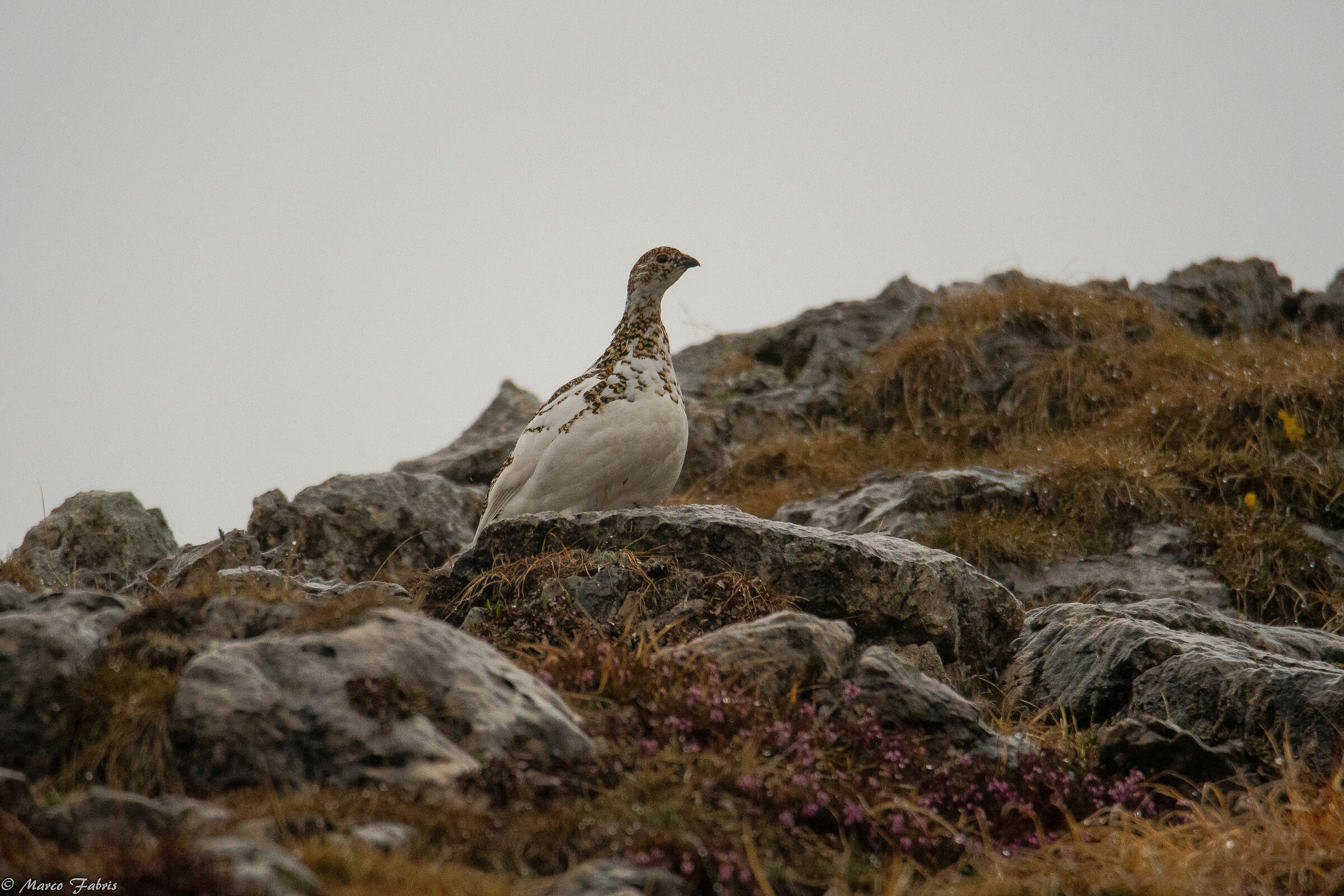 Female white partridge among the rocks...
