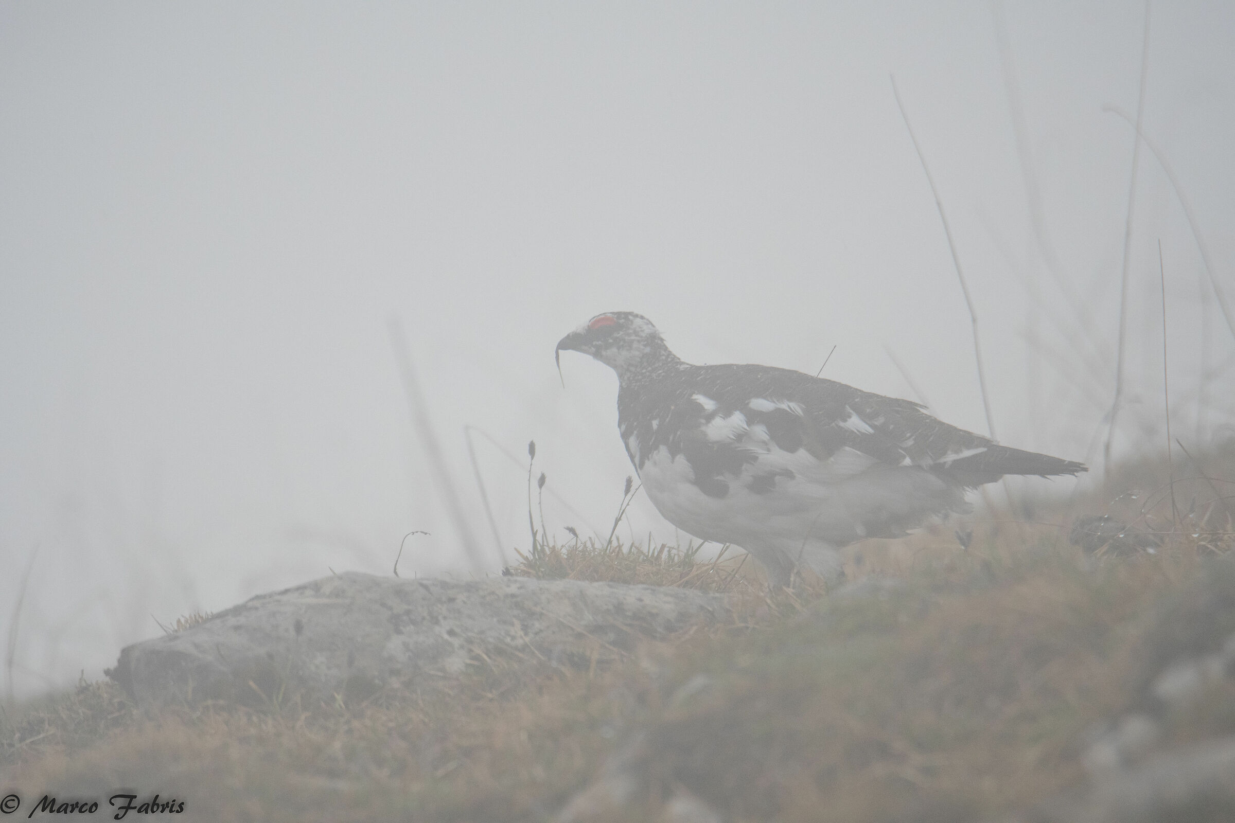 Strange presences in the fog...