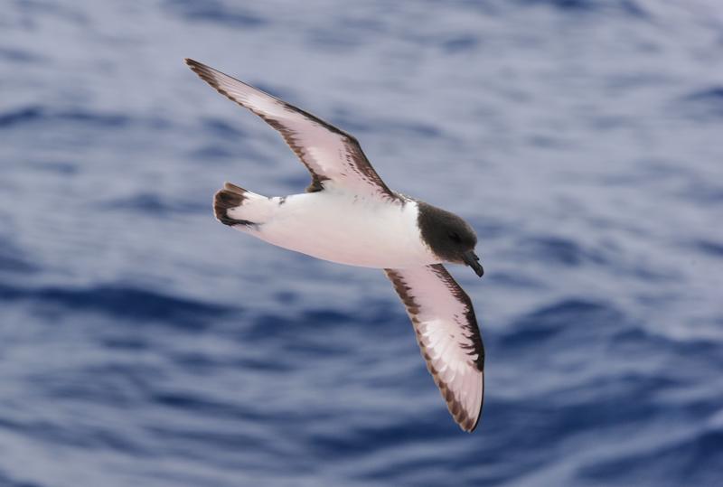 Cape Petrel frontale
