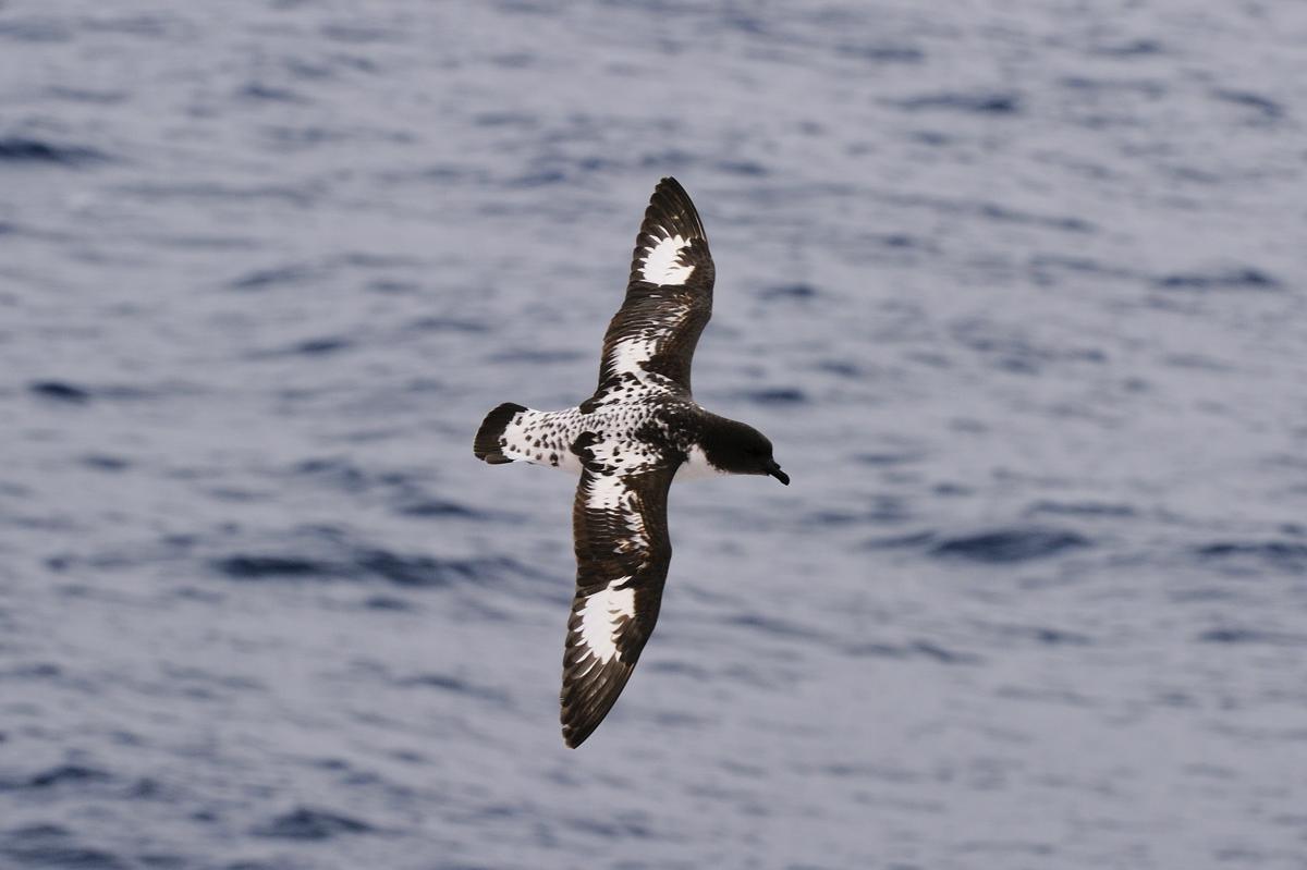 Cape Petrel back