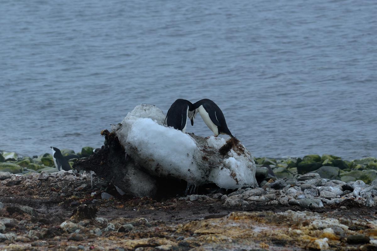 coppia pnguini chinstrap