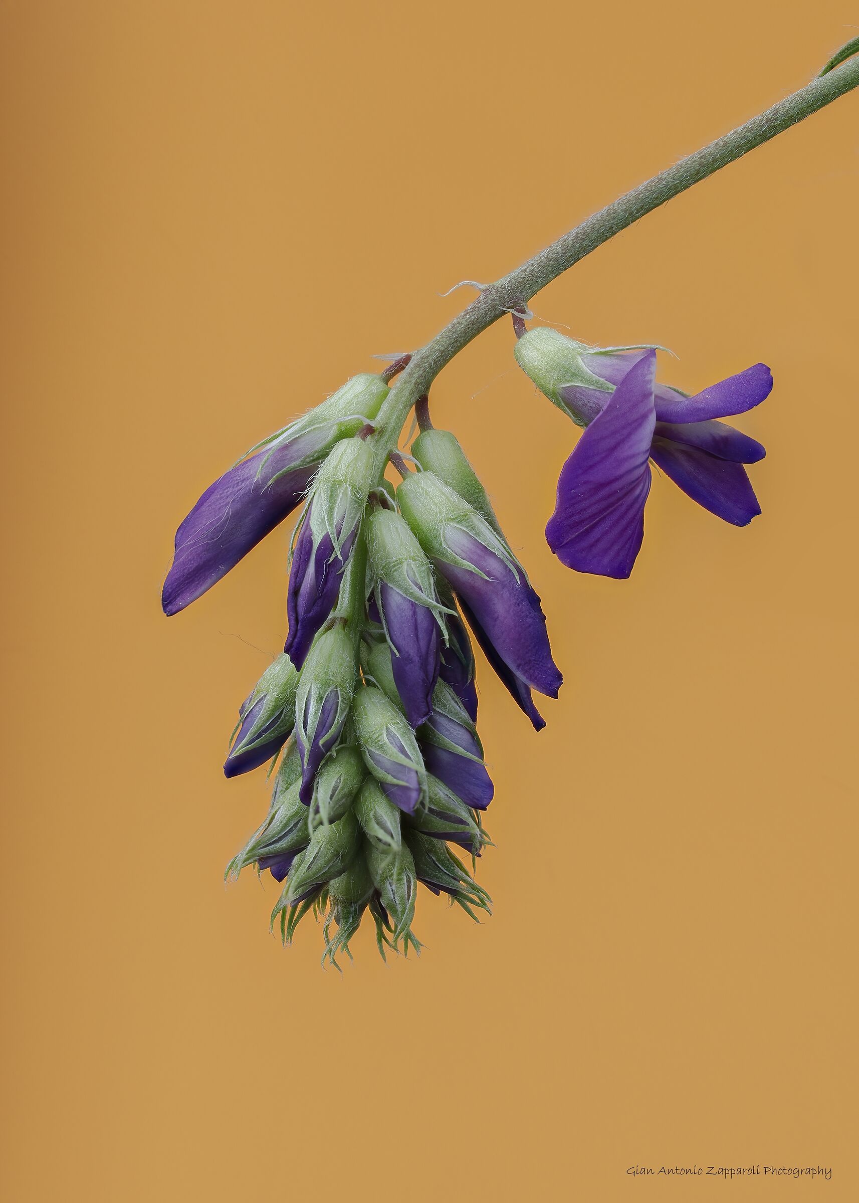 Flowers by Medicago Sativa