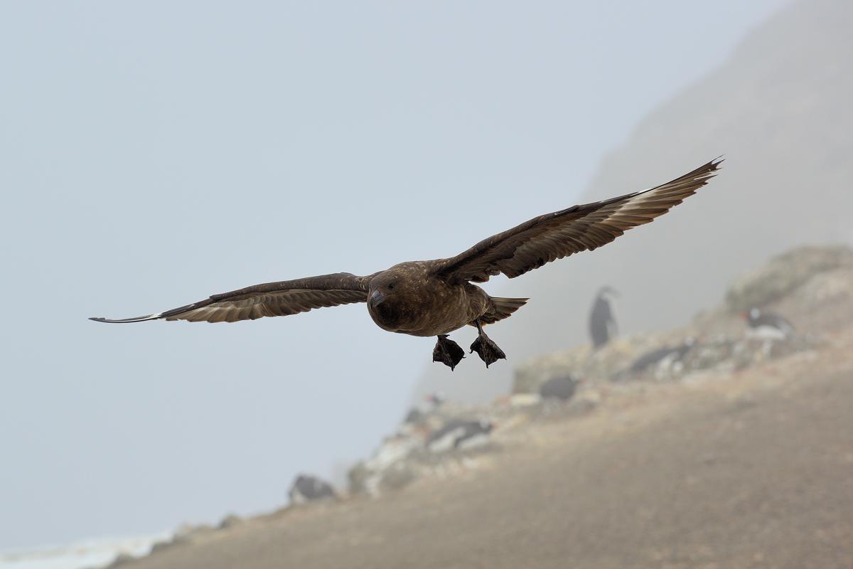 Skua in volo