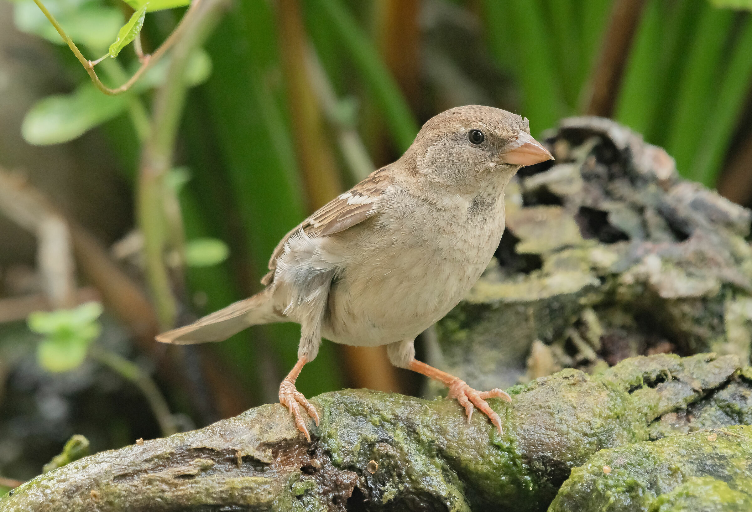 In my opinion Young Sparrow male