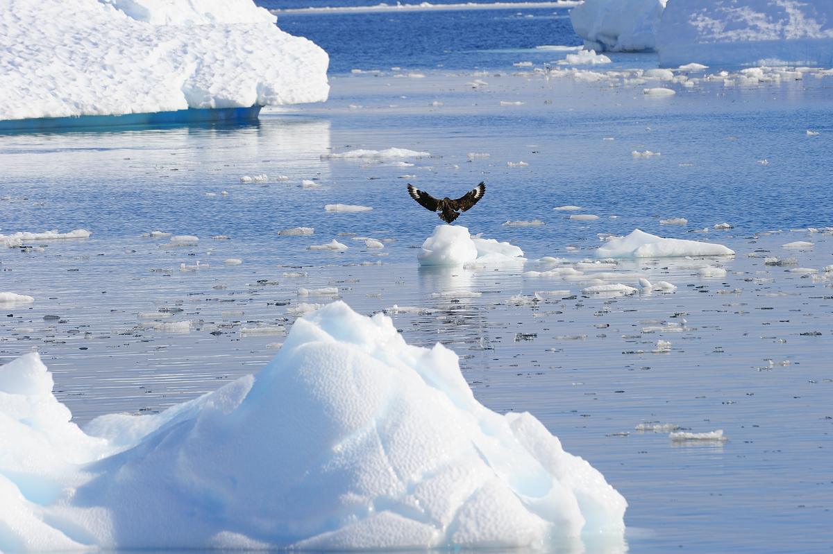 Skua atterraggio su iceberg