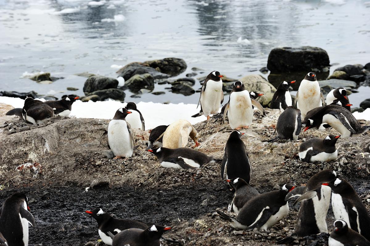 Pinguino albino