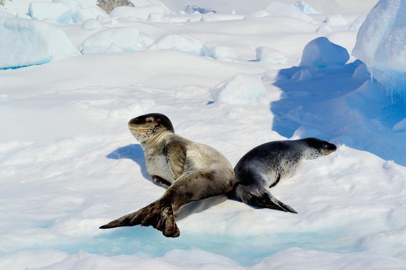 Sealeopard mamma e cucciolo