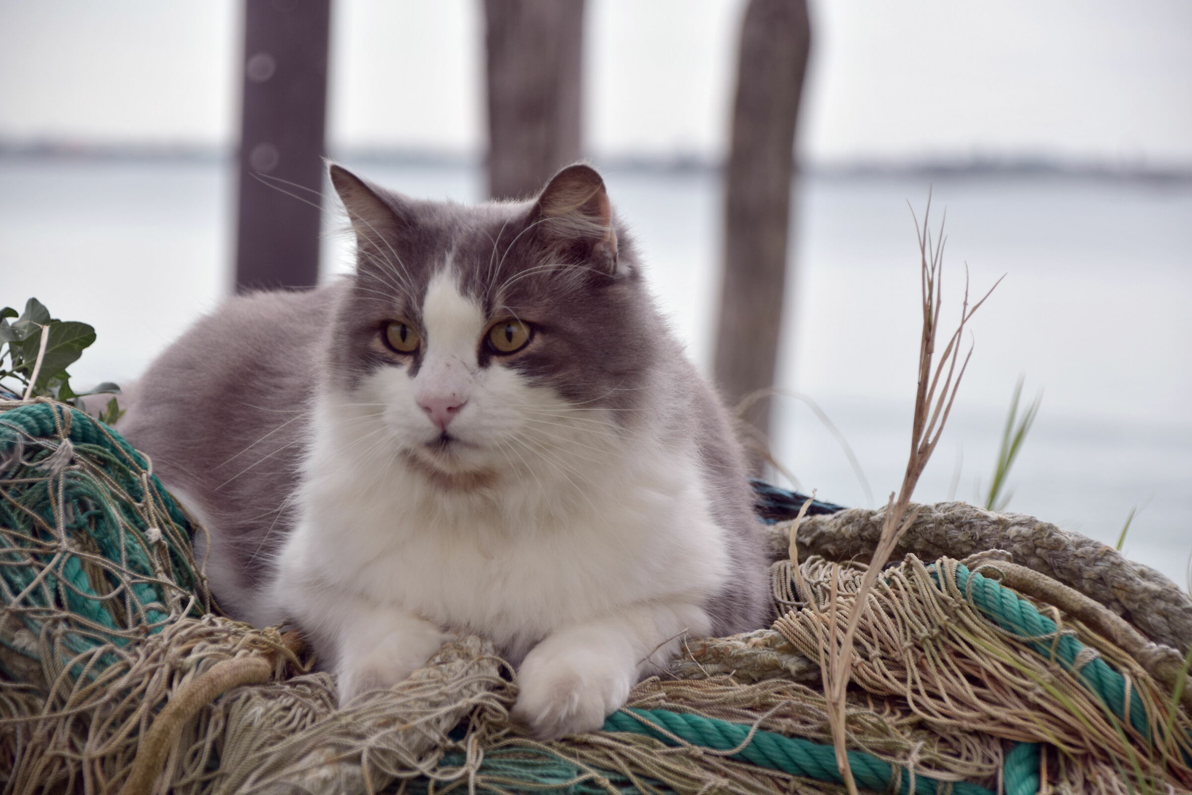 Gatto al porto