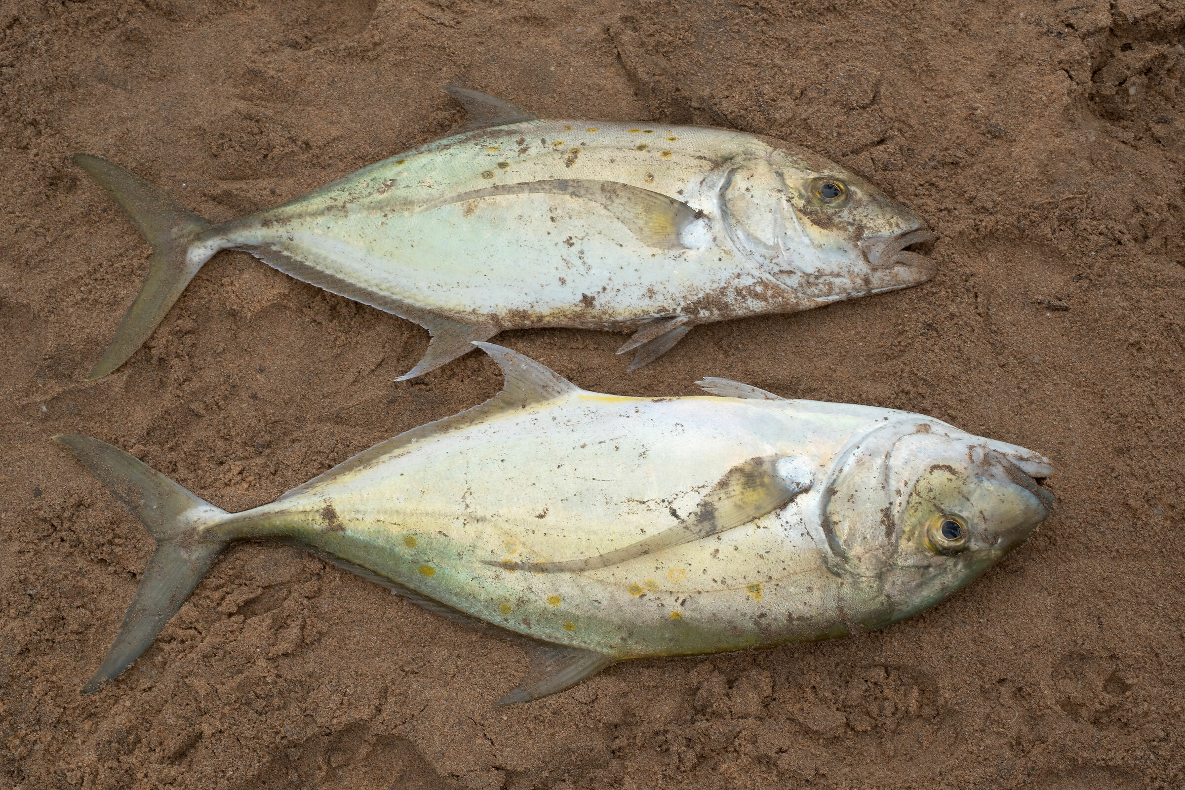 Pescatori a Tangalle