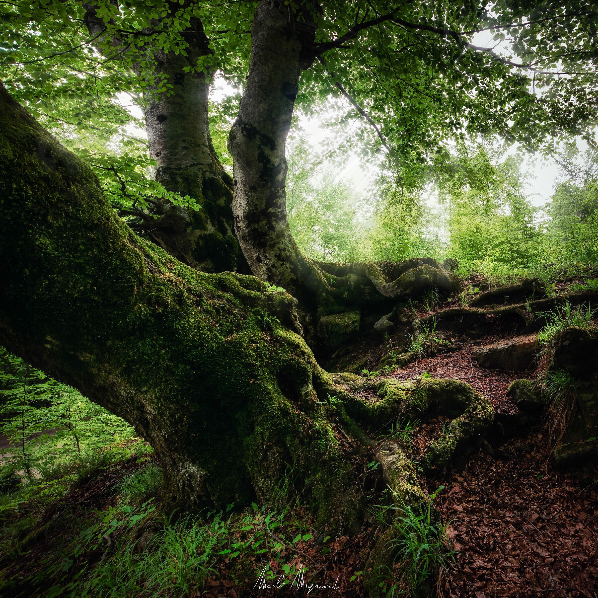 Foggy-shrouded beath