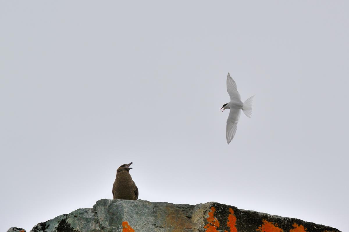 Tern vs Skua