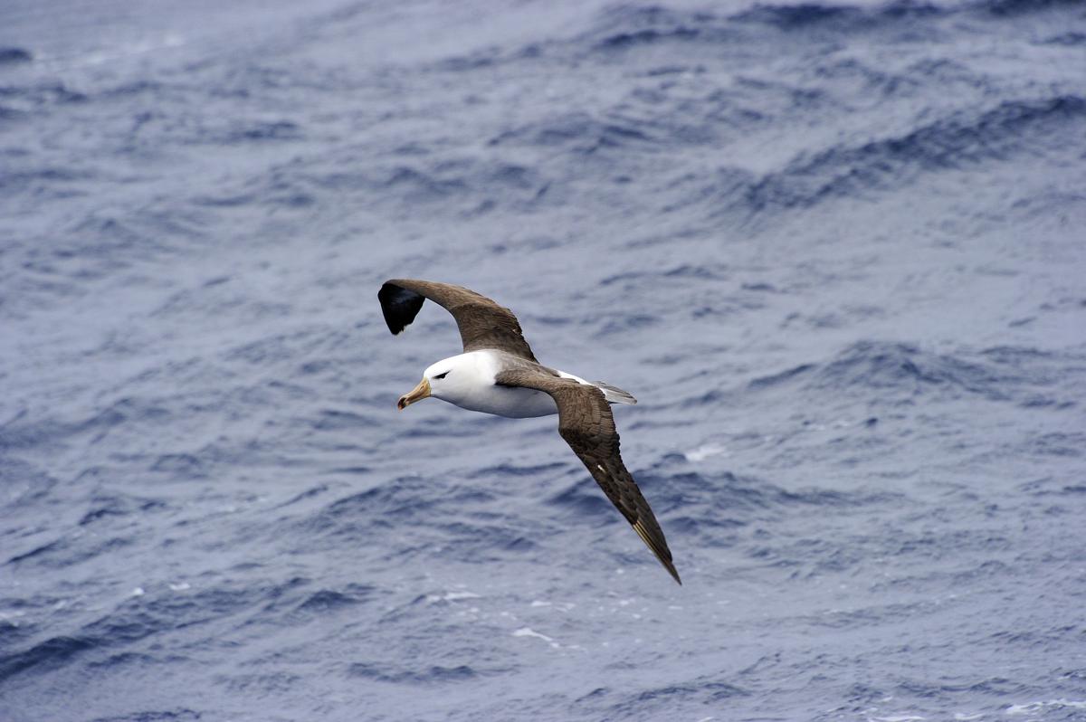 black browed albatros