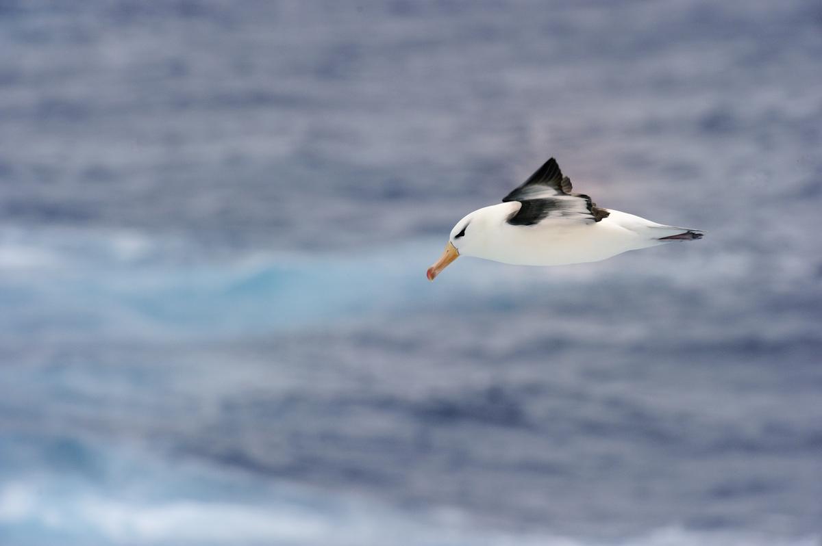 black browed albatros plastico