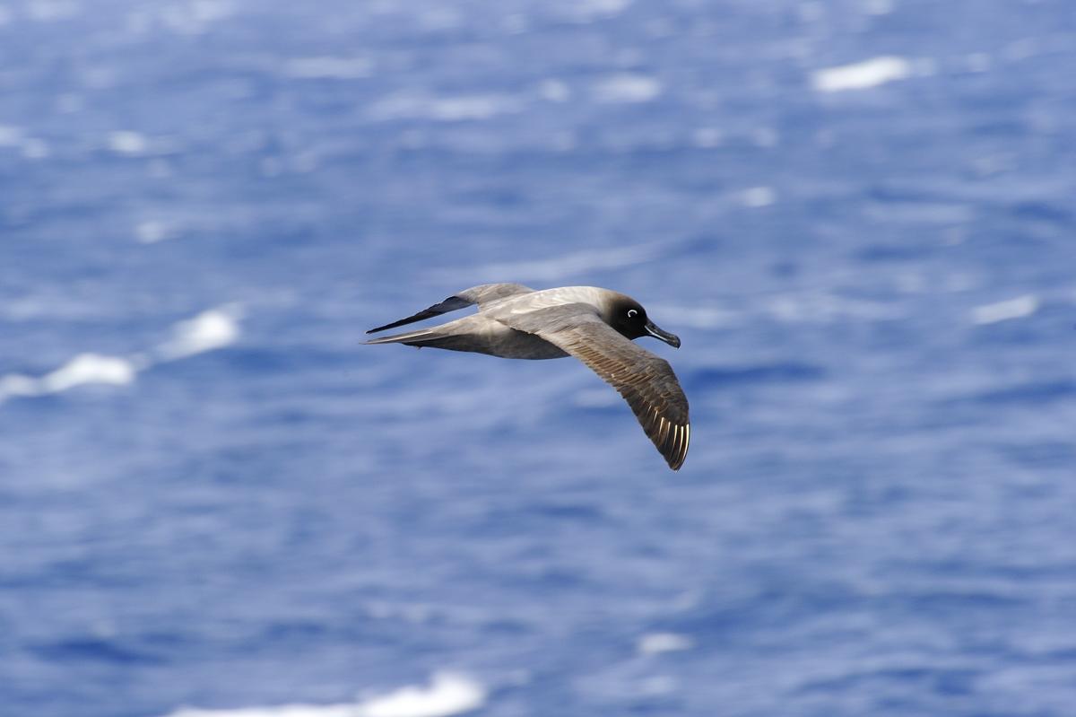 light mantled sooty albatros