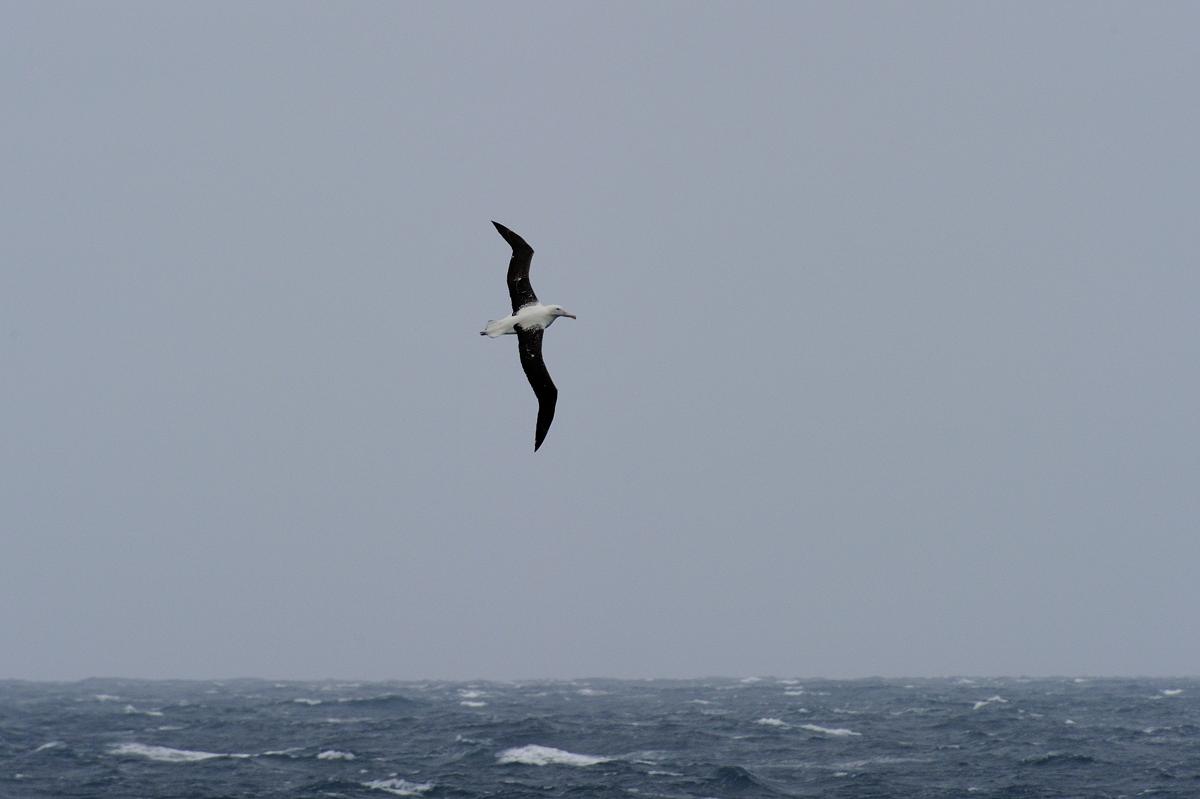royal southern albatros