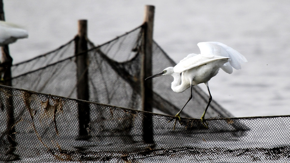 an egret tightrope