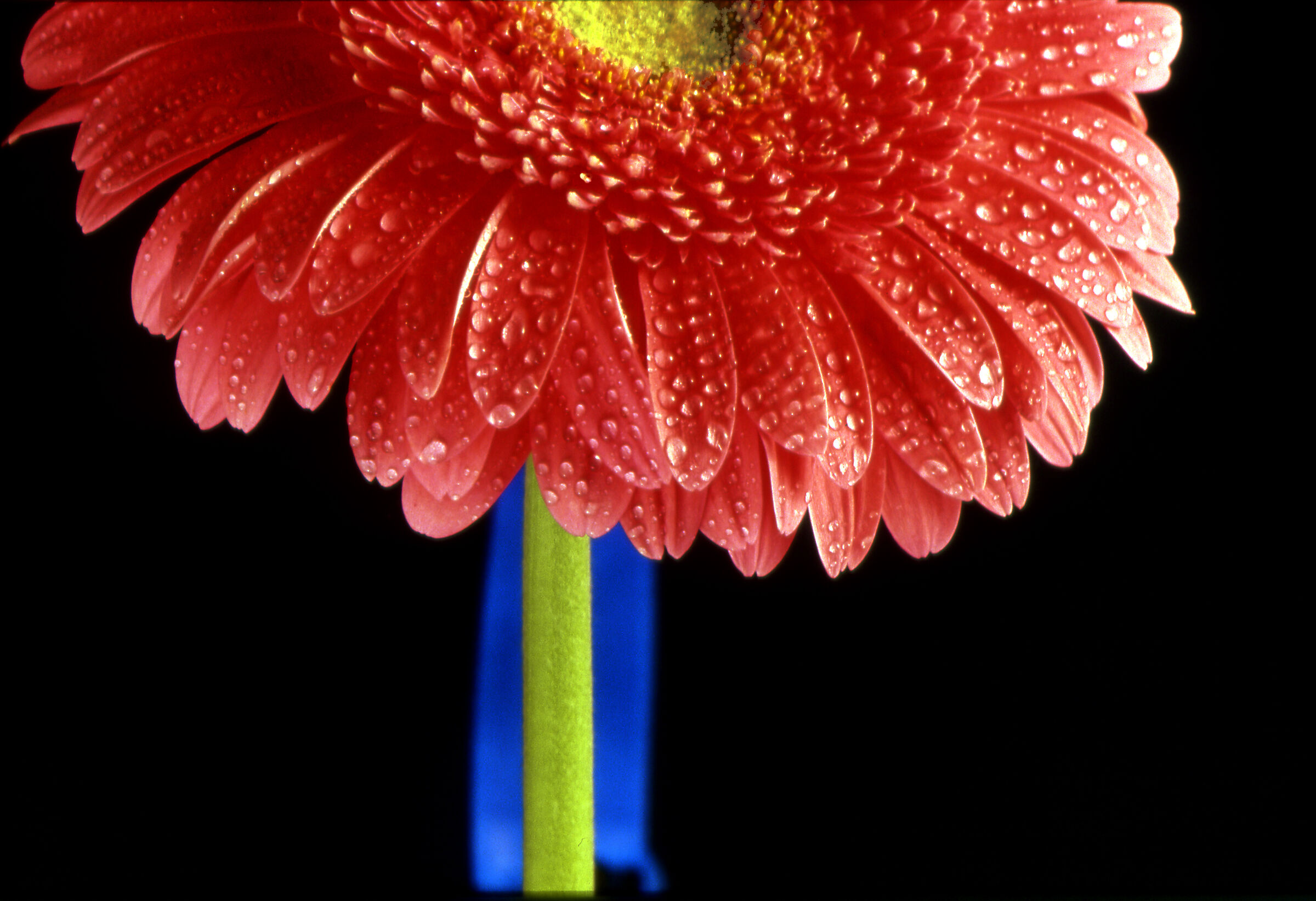 fiori 01