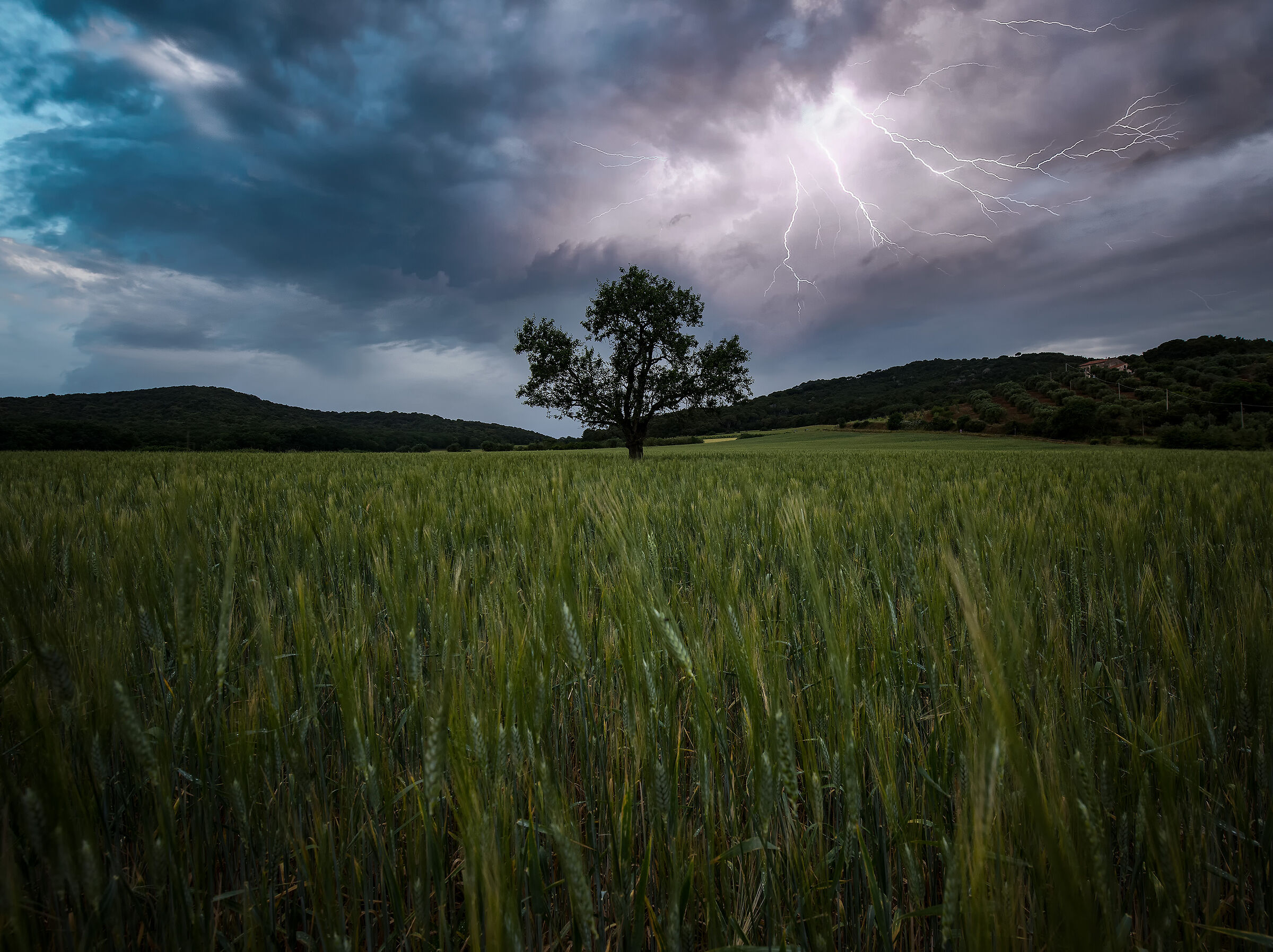 Wheat and thunderstorms
