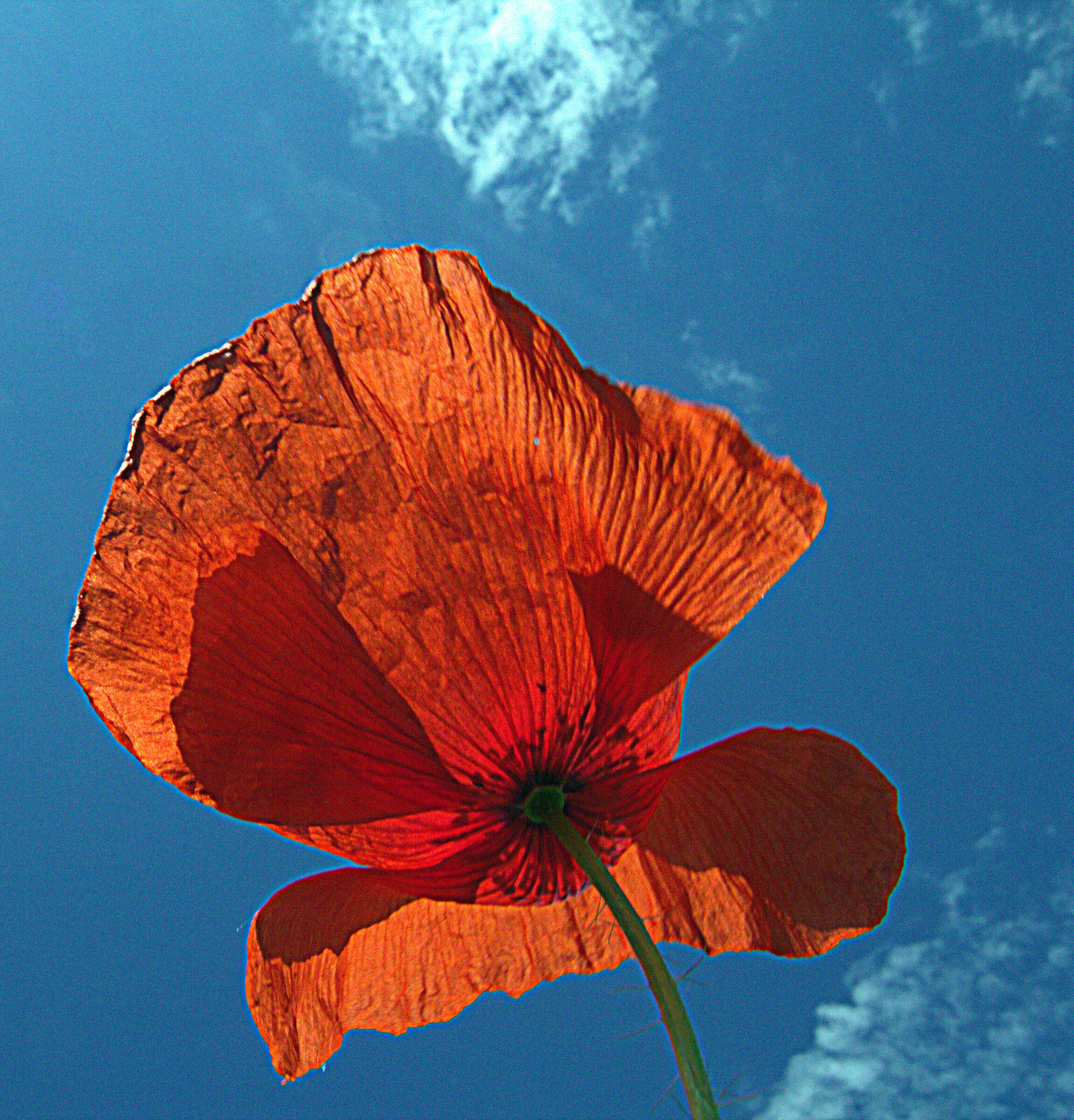 i papaveri sono alti alti alti