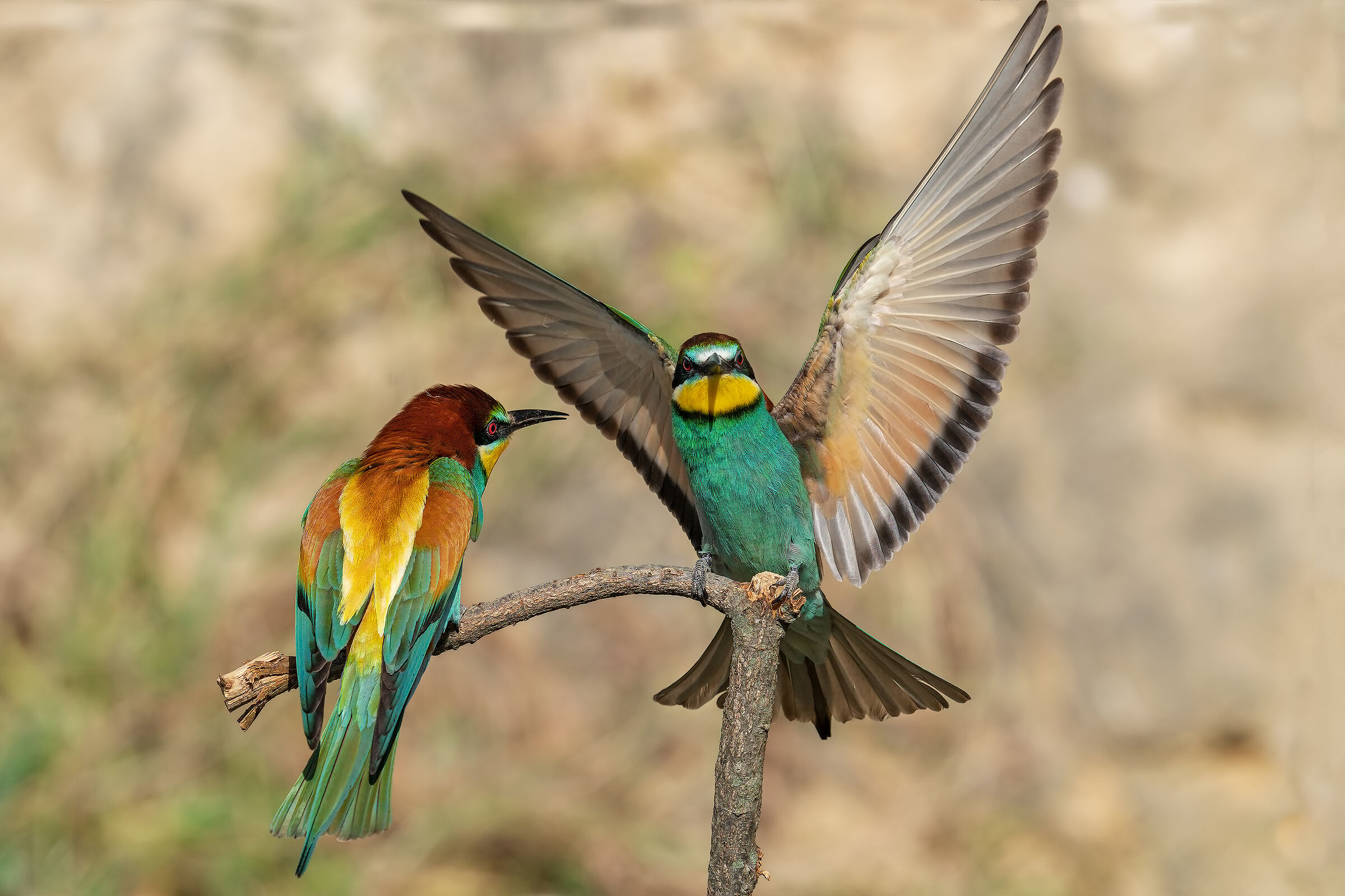 Cranes. female and male!