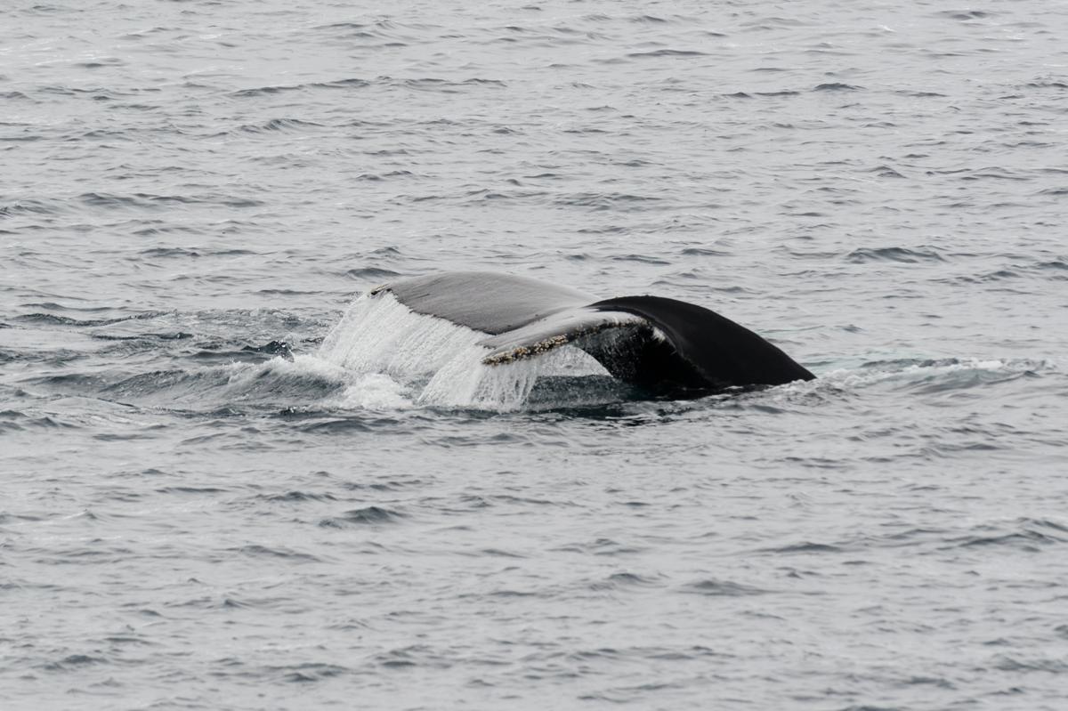 coda di humpback whale