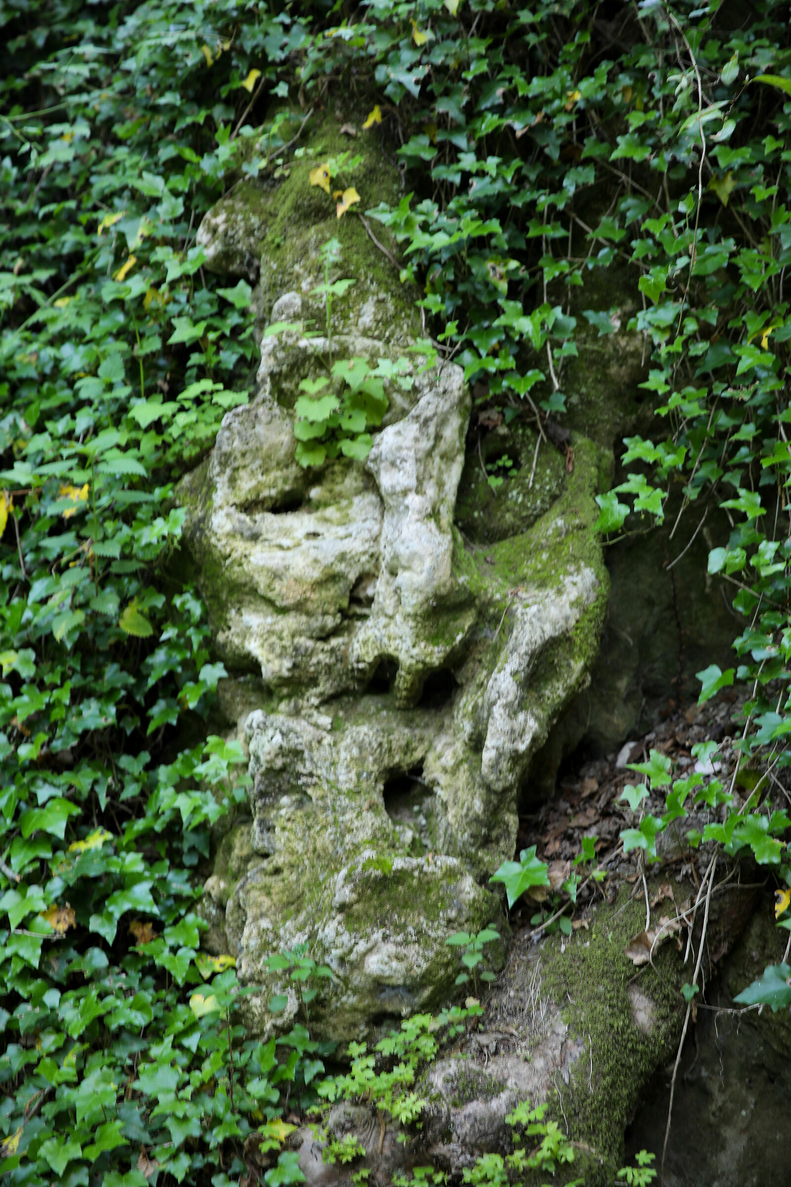 Face 8 "There Vurgacci"