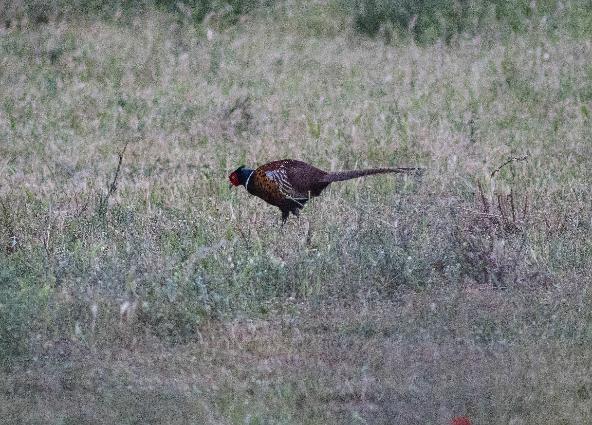 pheasant at the Park of Marcigliana Rome