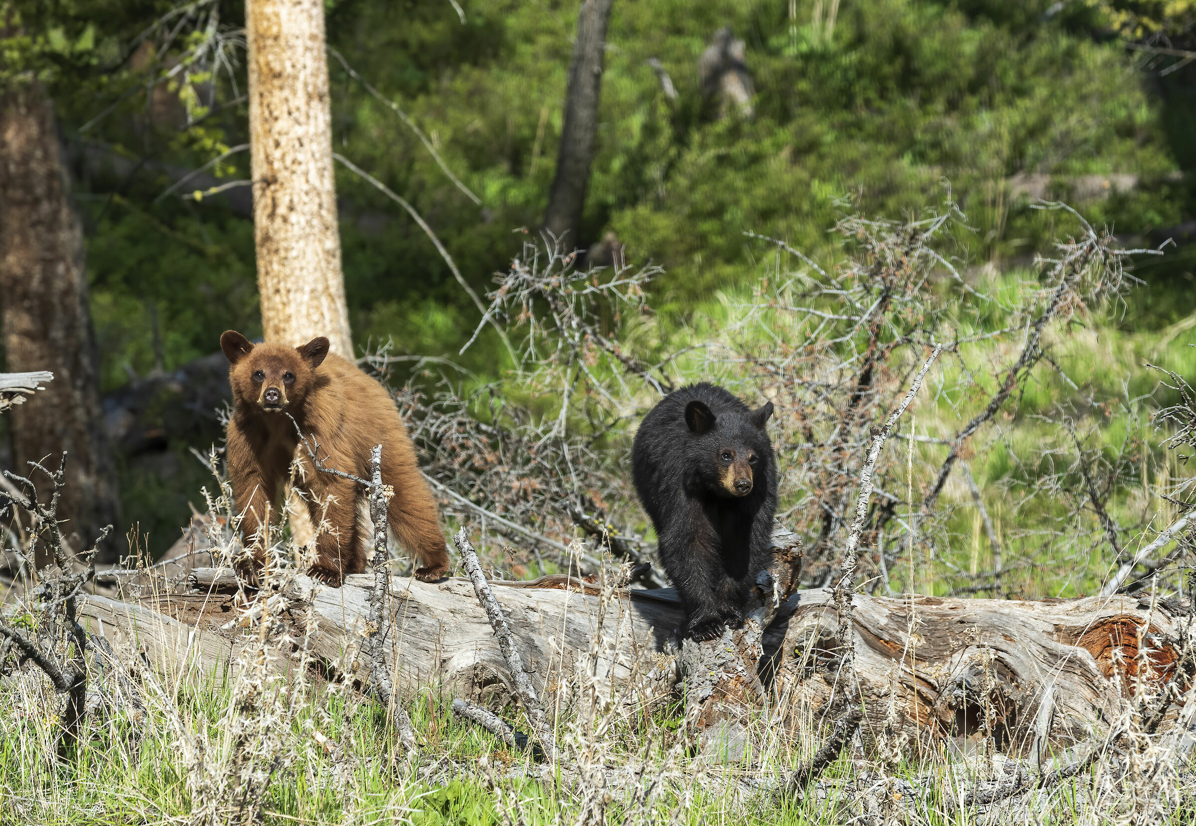black bear cubs