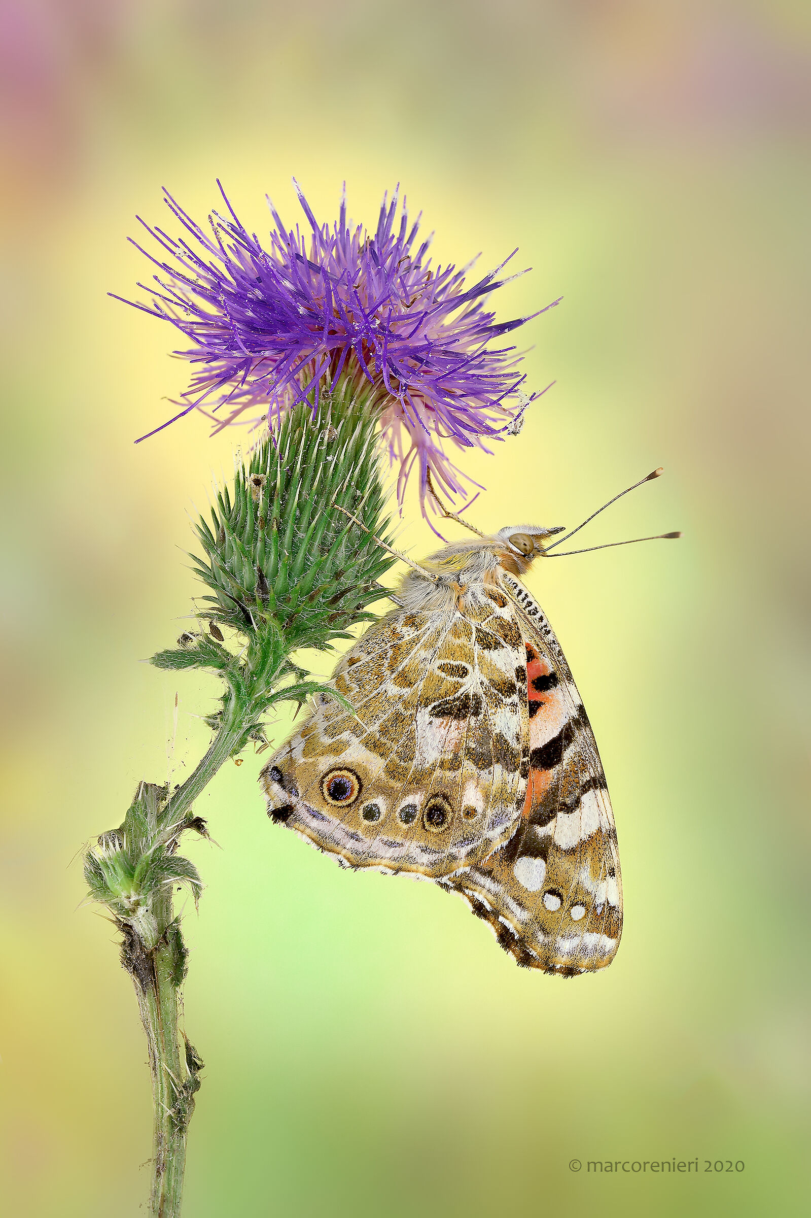 Vanessa del cardo