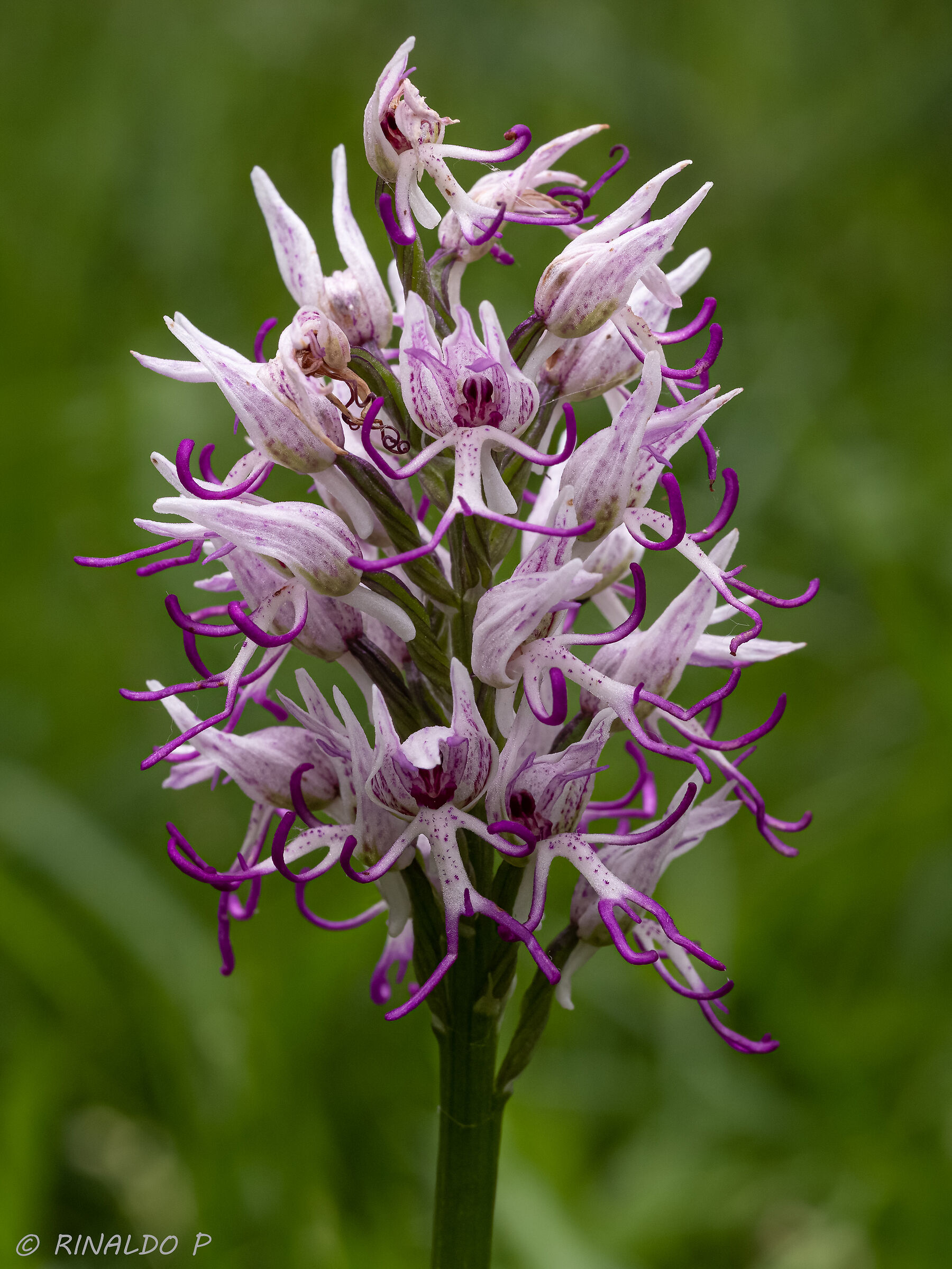 Orchis simia