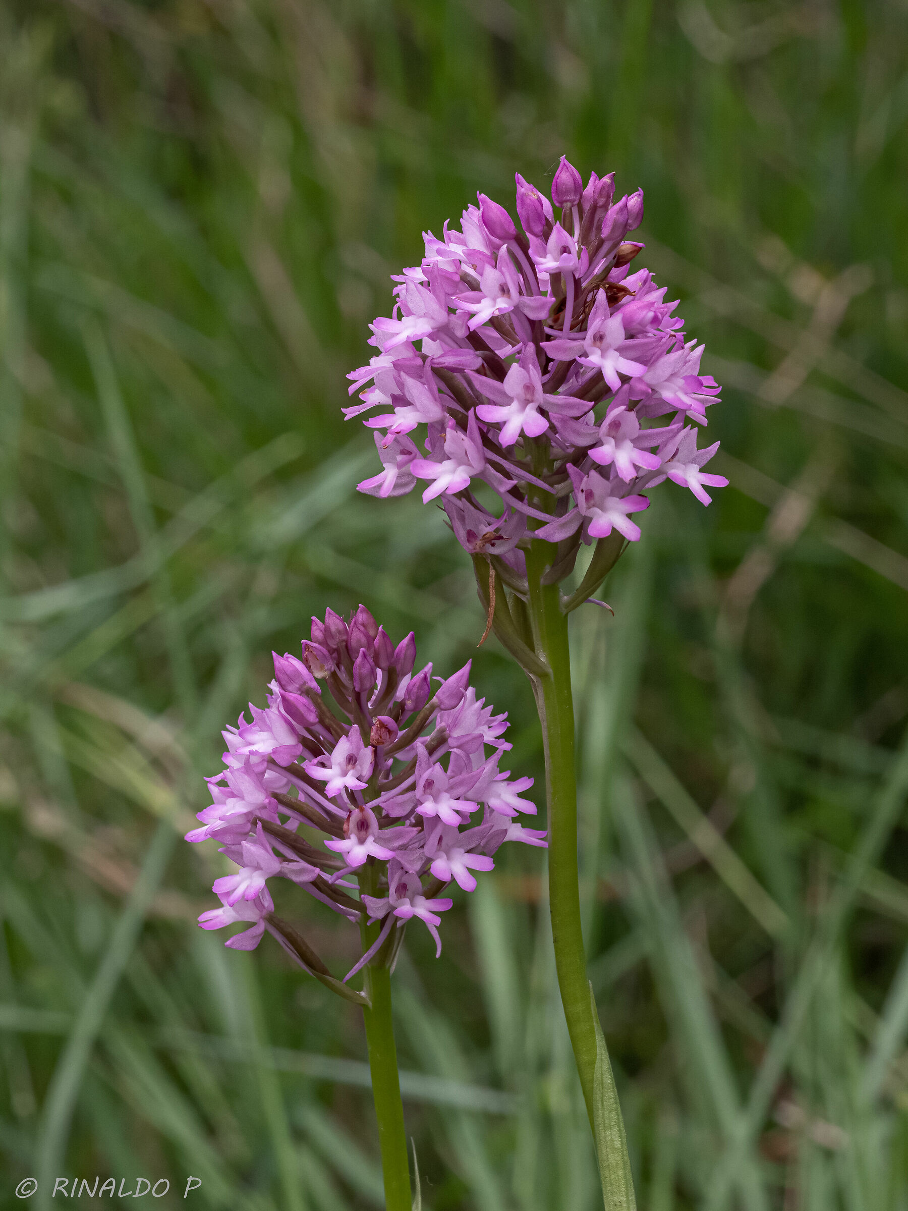 Anacamptis pyramidalis