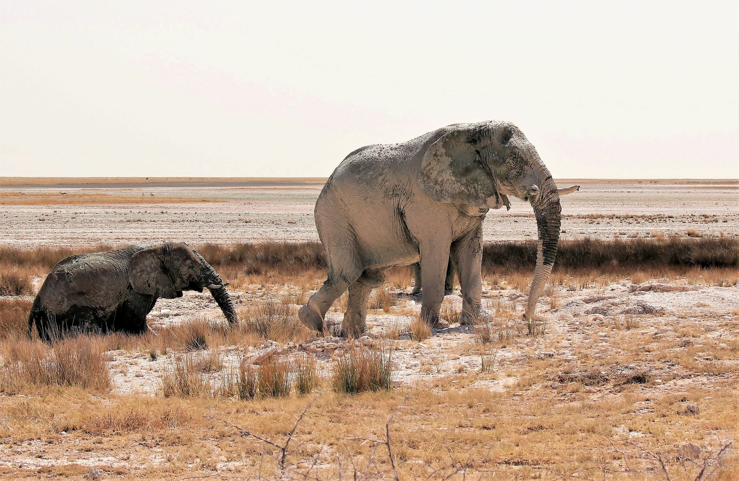 The Spas of Elephants - Ethosa Pan