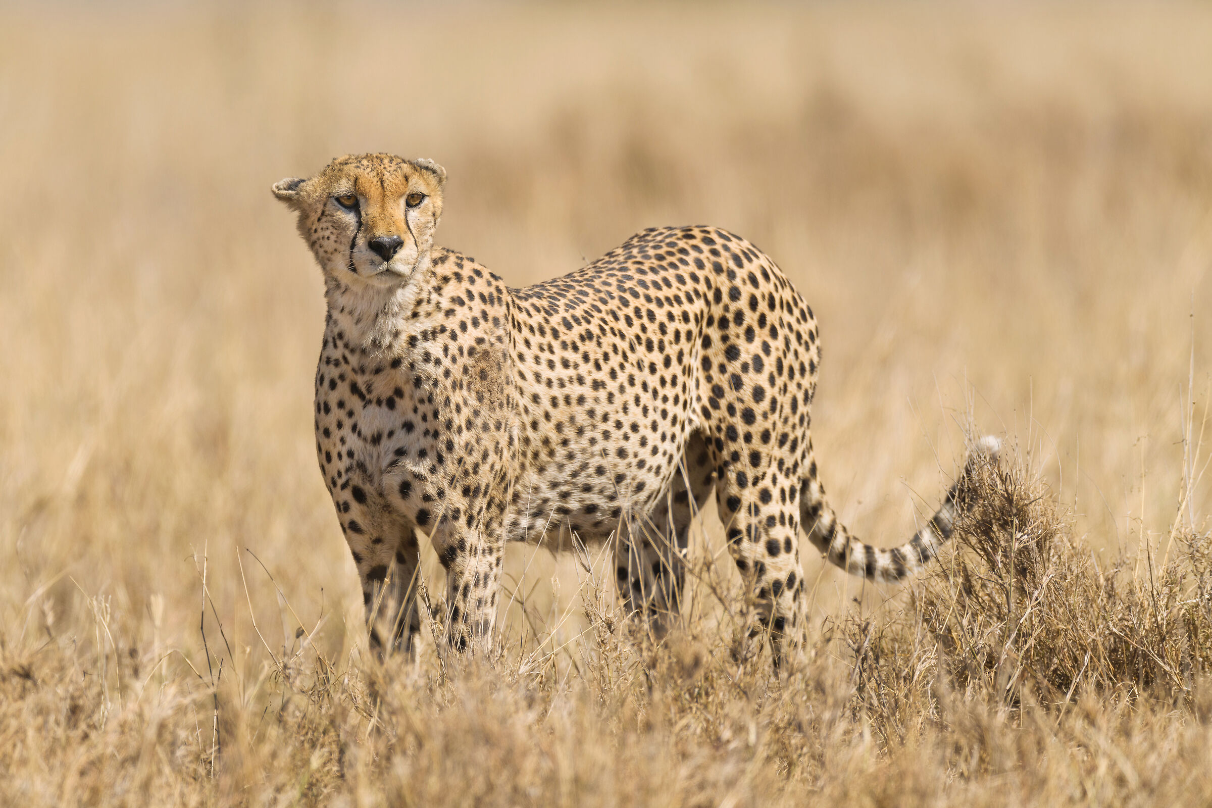 Cheetah, Serengeti.