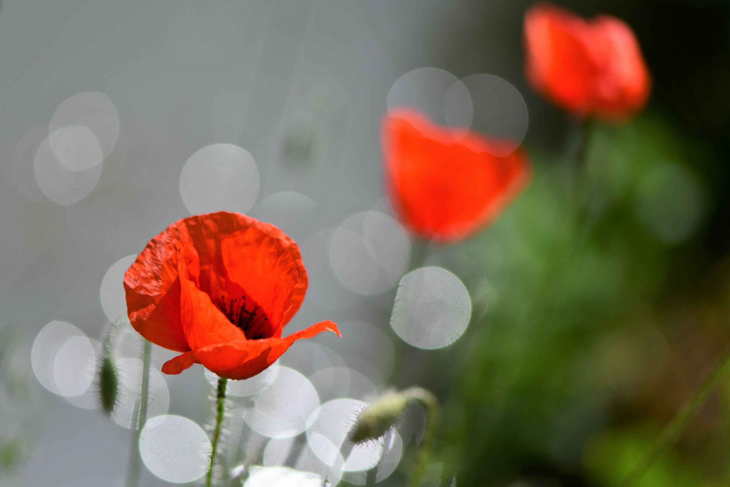 Red poppies in the shade of ditches