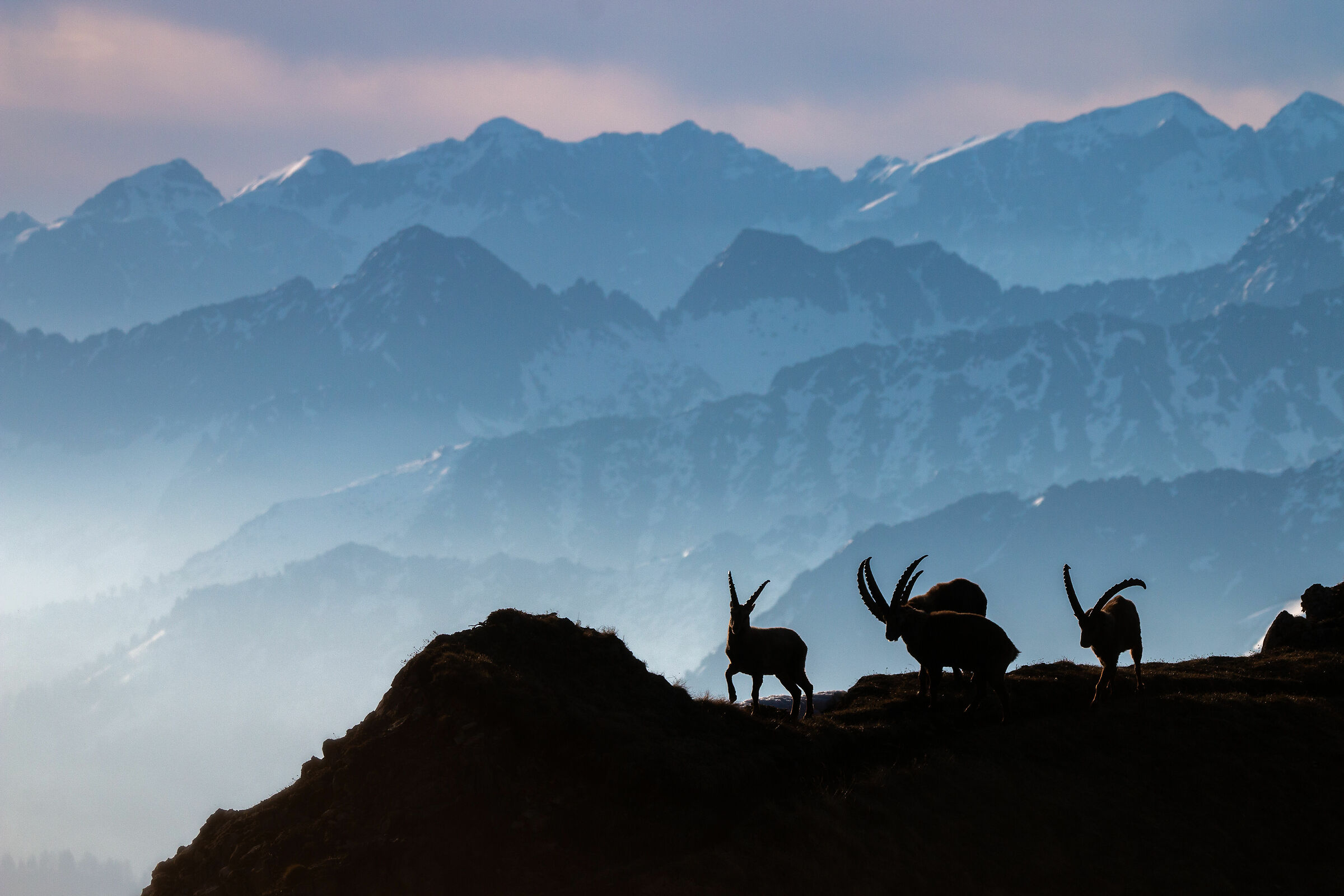 Silhouette, i magnifici quattro