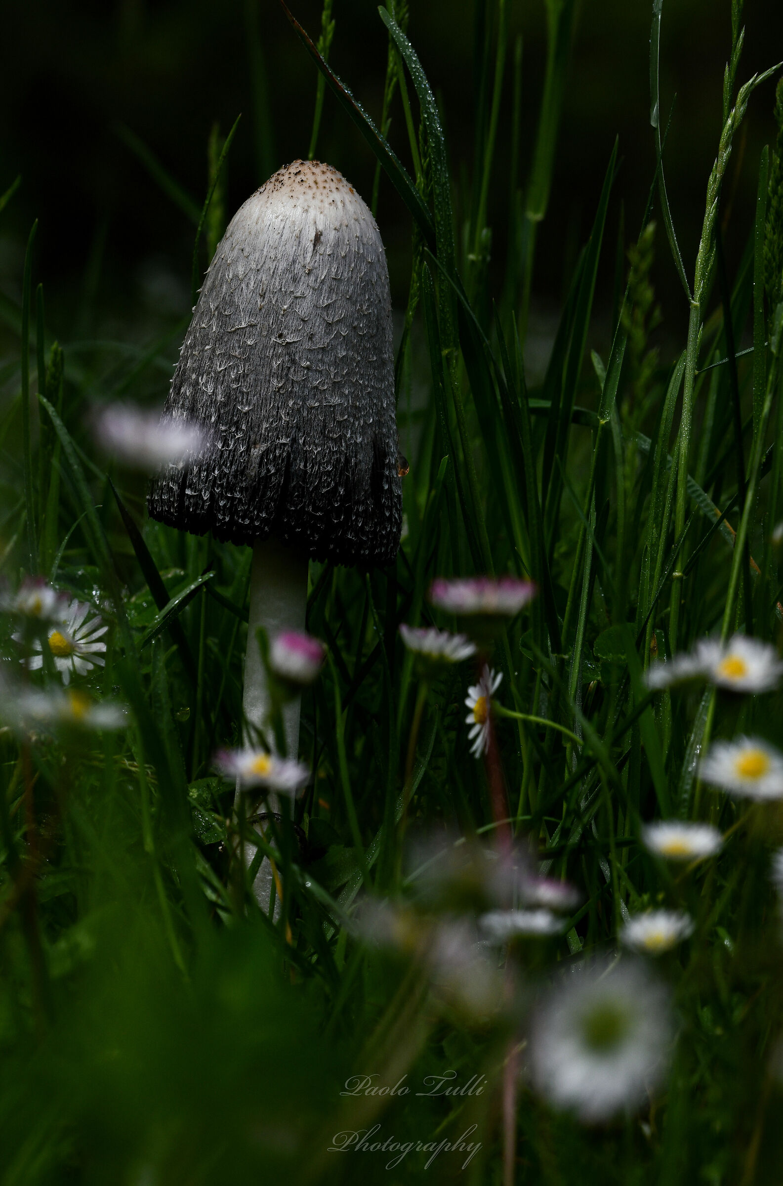 Coprinus comatus.