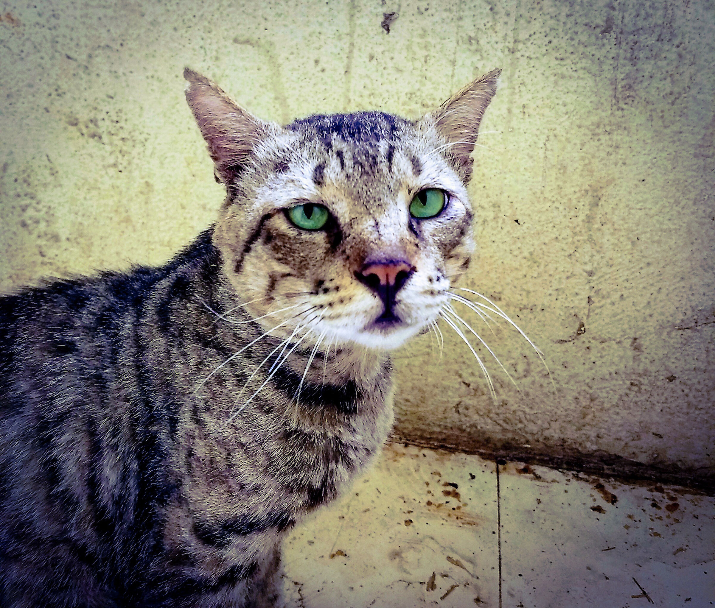 My cat now five year old.