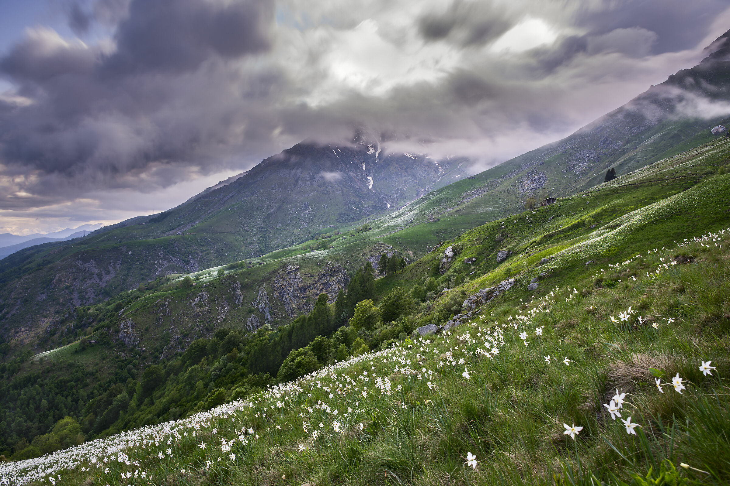 Fioritura narcisi al Pian delle nere