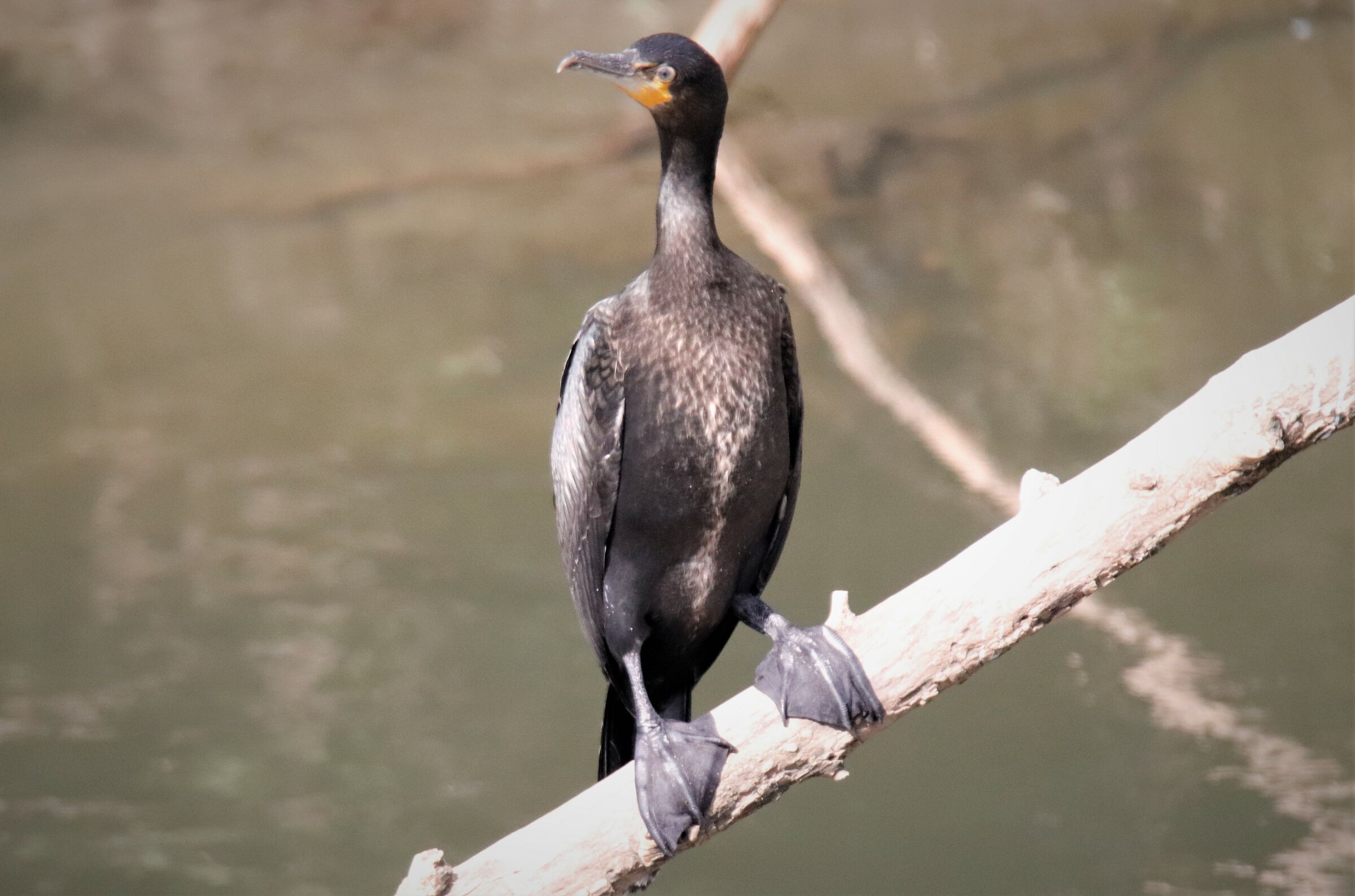 Cormorant
