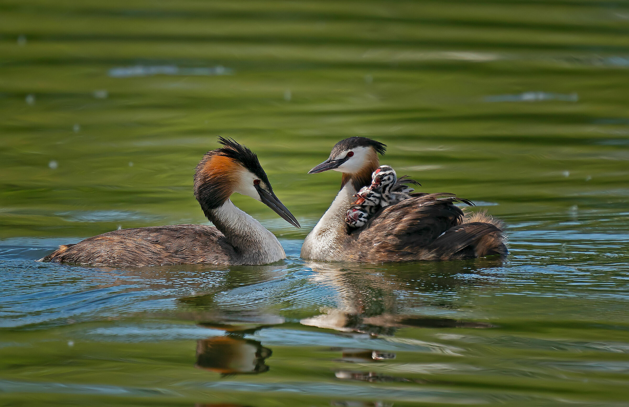 Svasso maggiore (Podiceps cristatus)