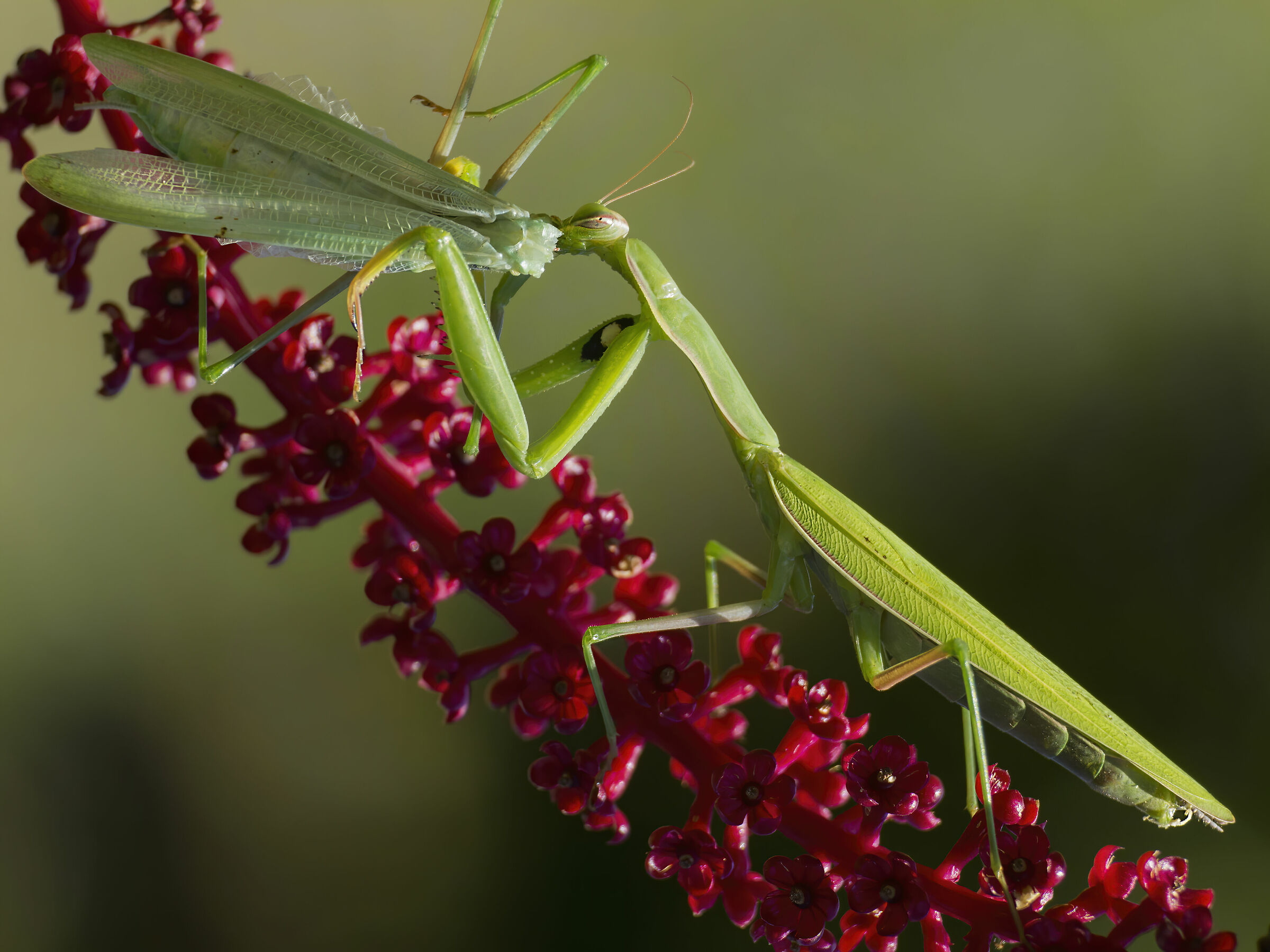 Mantide Religiosa "Cannibalismo!"