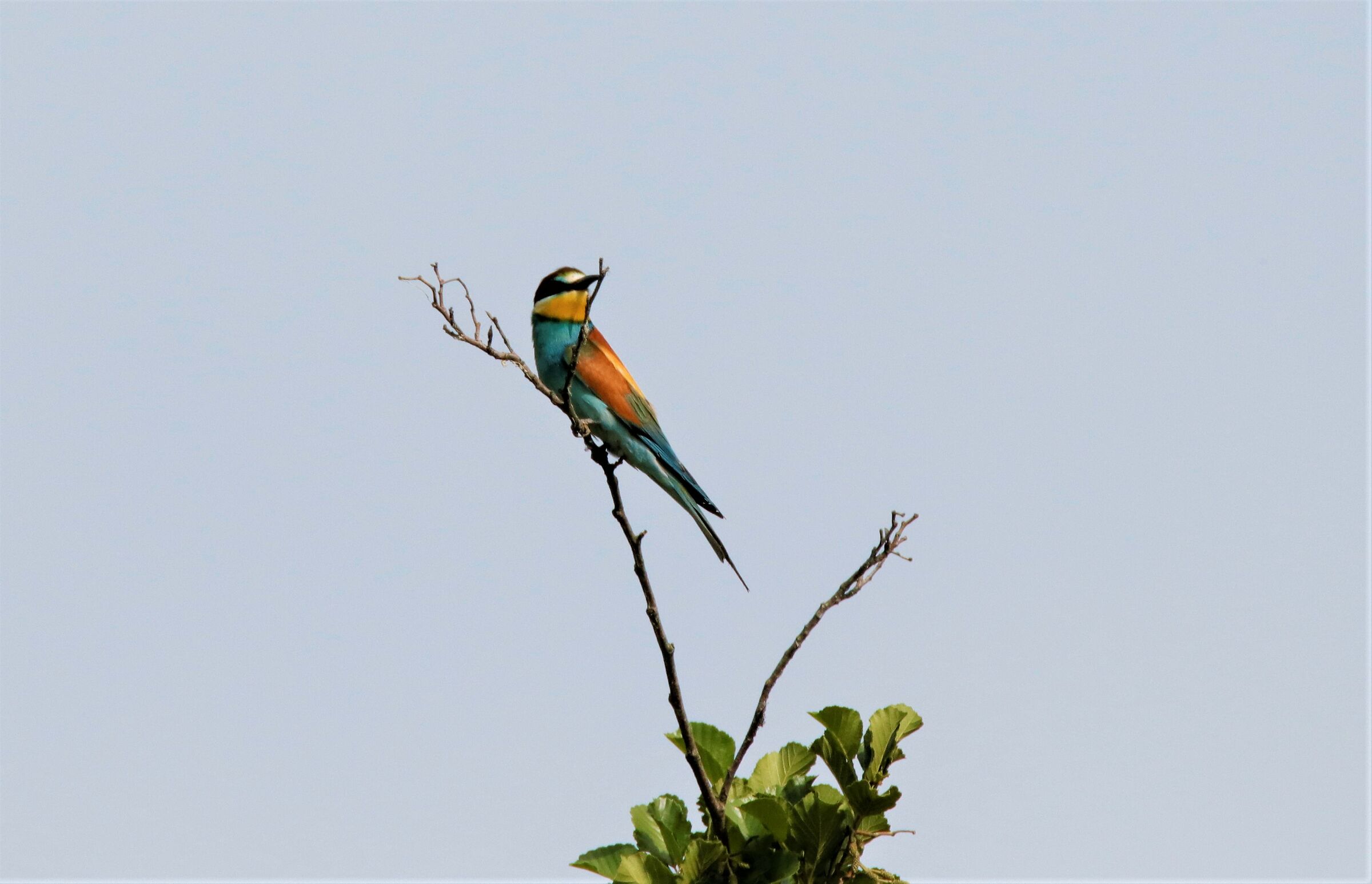 Bee-eater