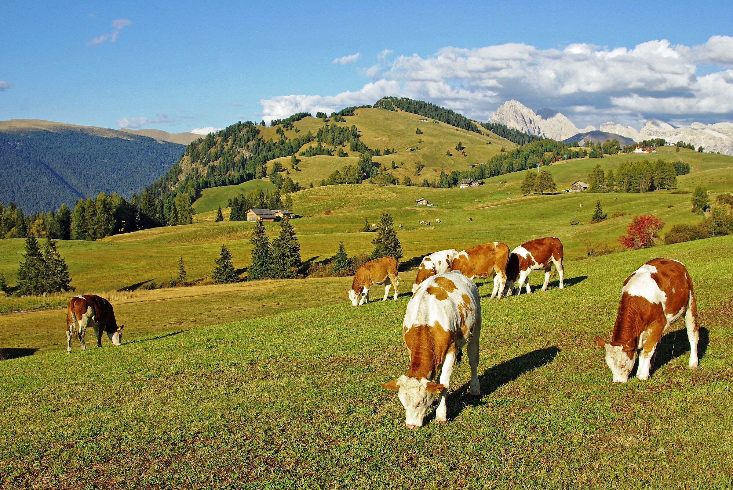 Alto Adige: Mucche (molto pulite) al pascolo