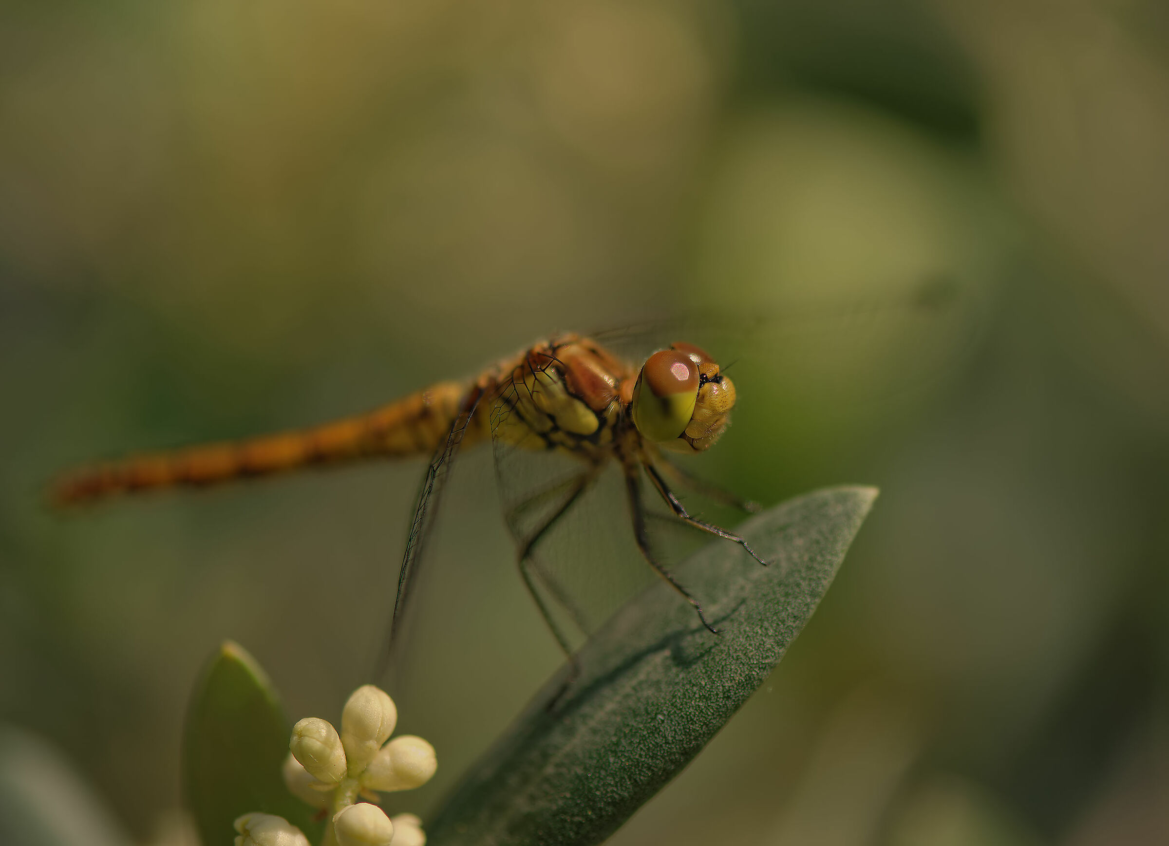 Libellula