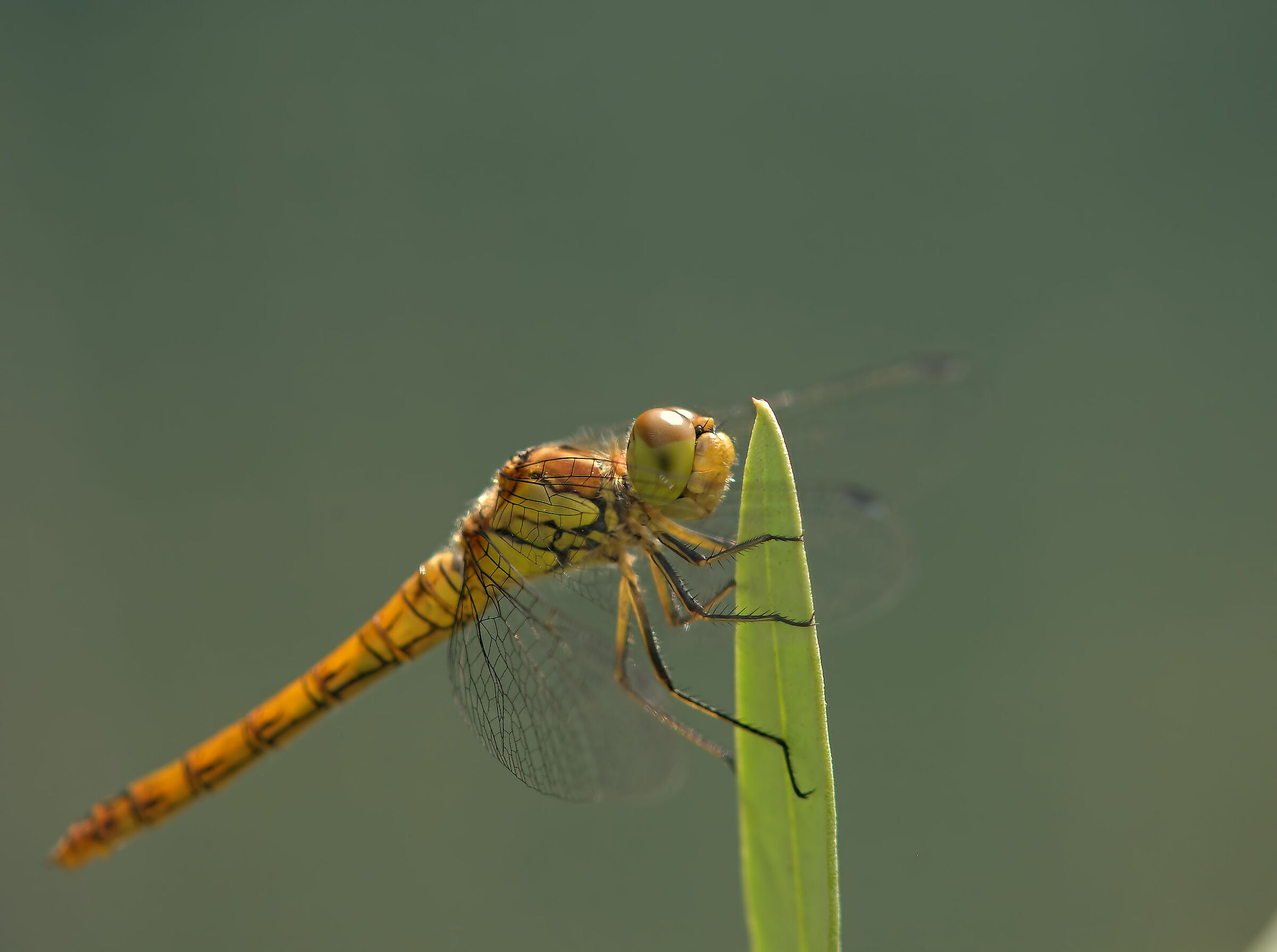 Libellula