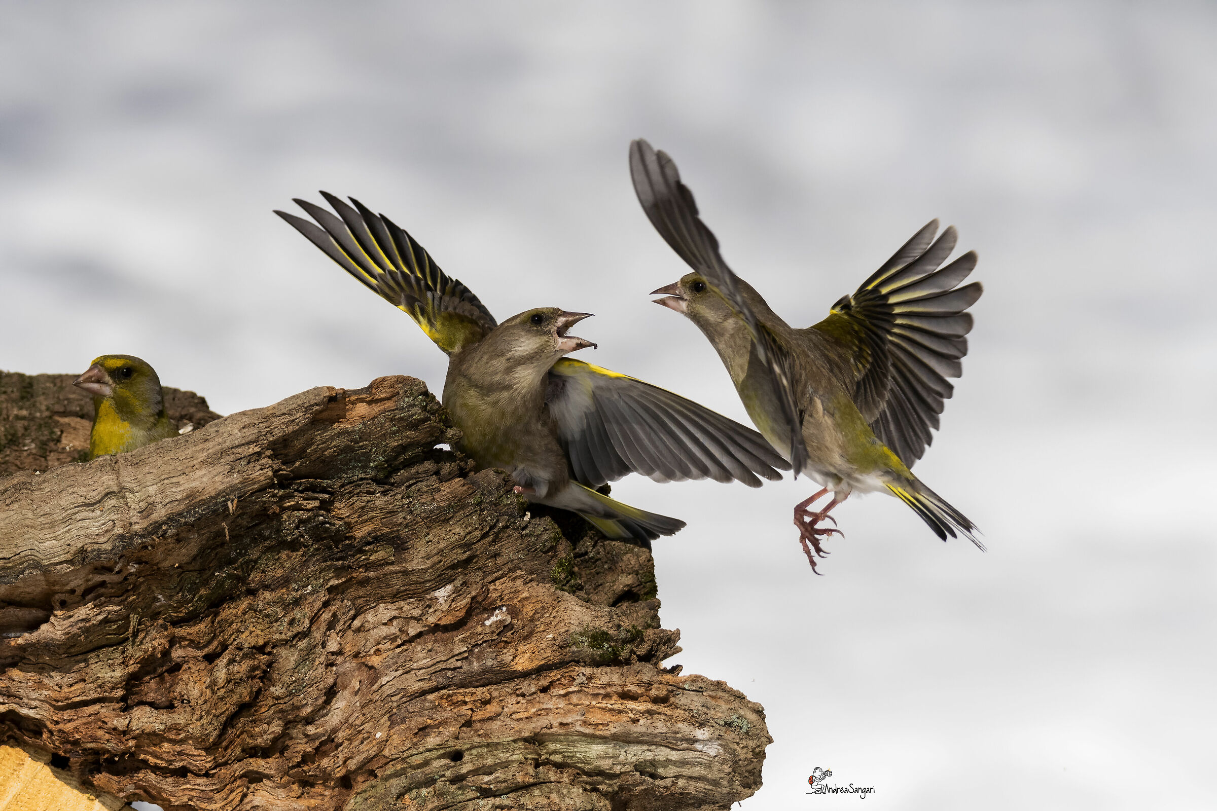 Tra i due litiganti....