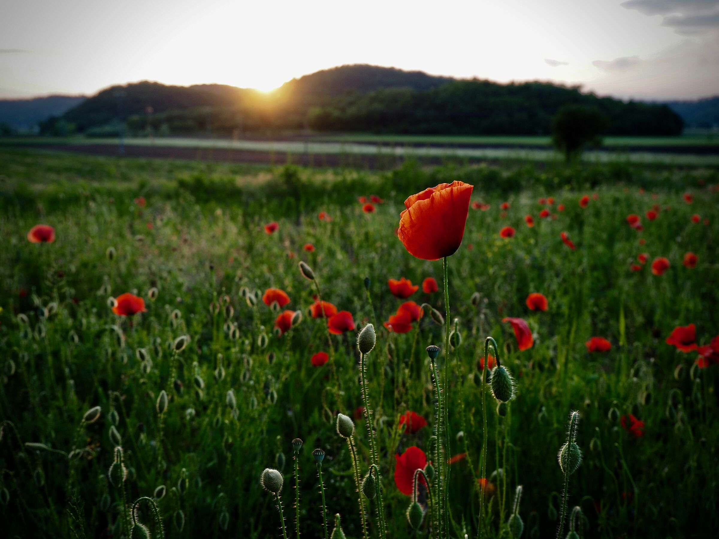 Papaveri al tramonto