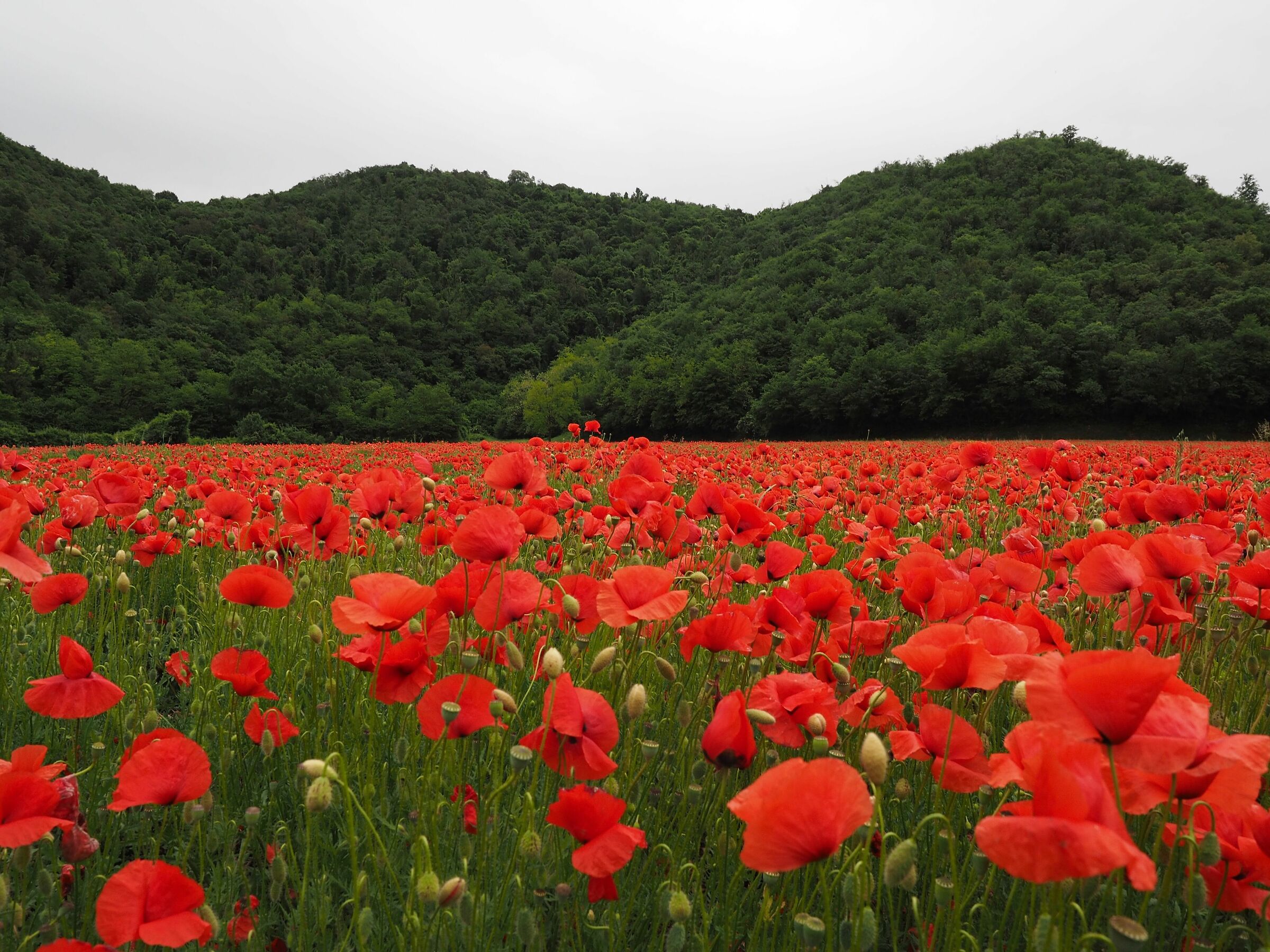 Colli iberici in colore