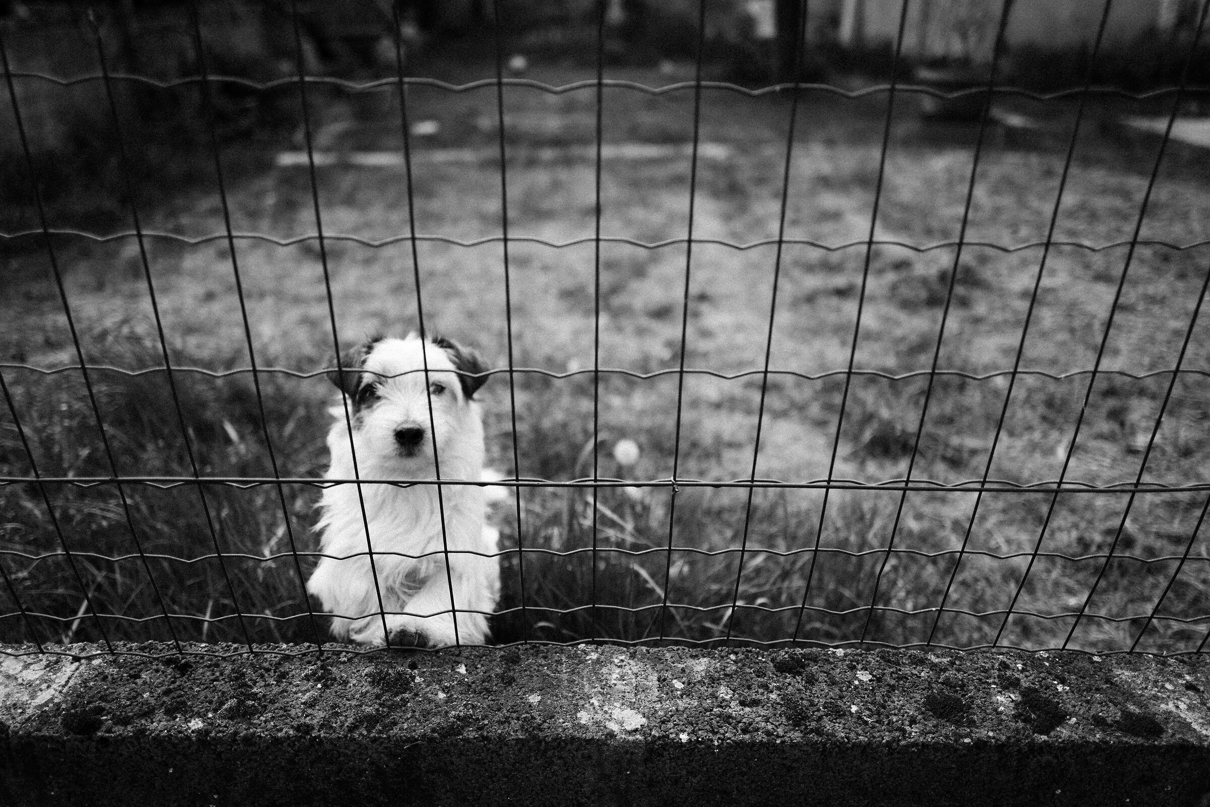 Il cane del vicino è sempre più vicino