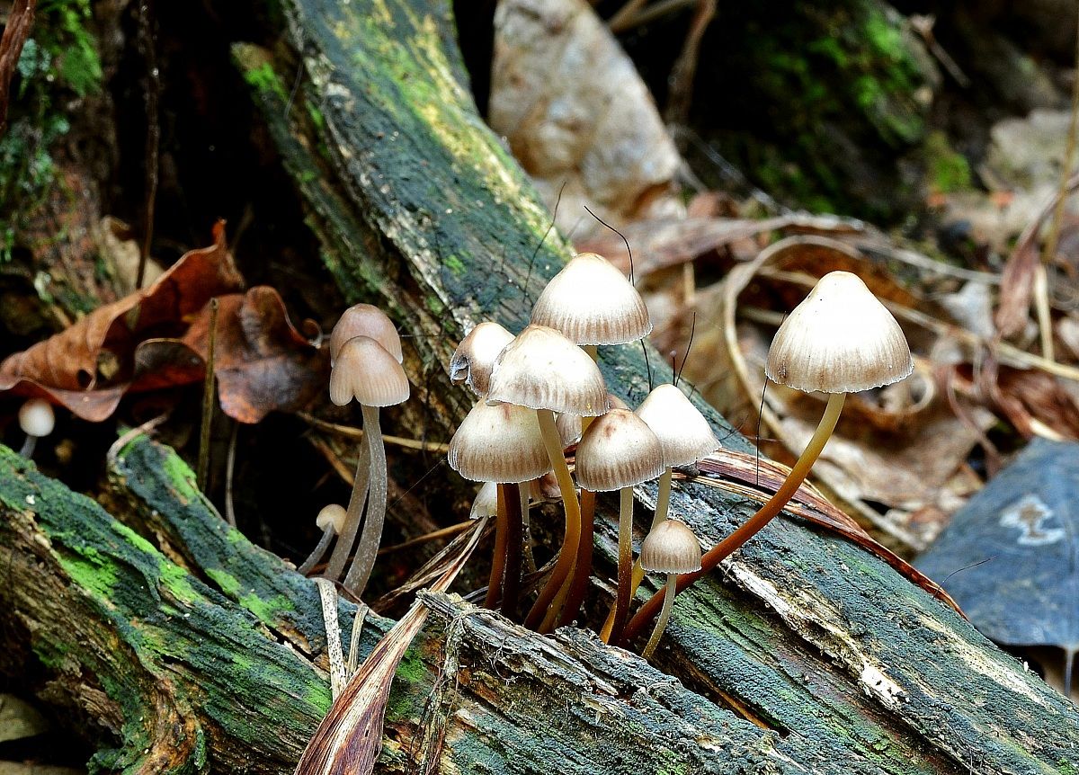 the aesthetics of the two small